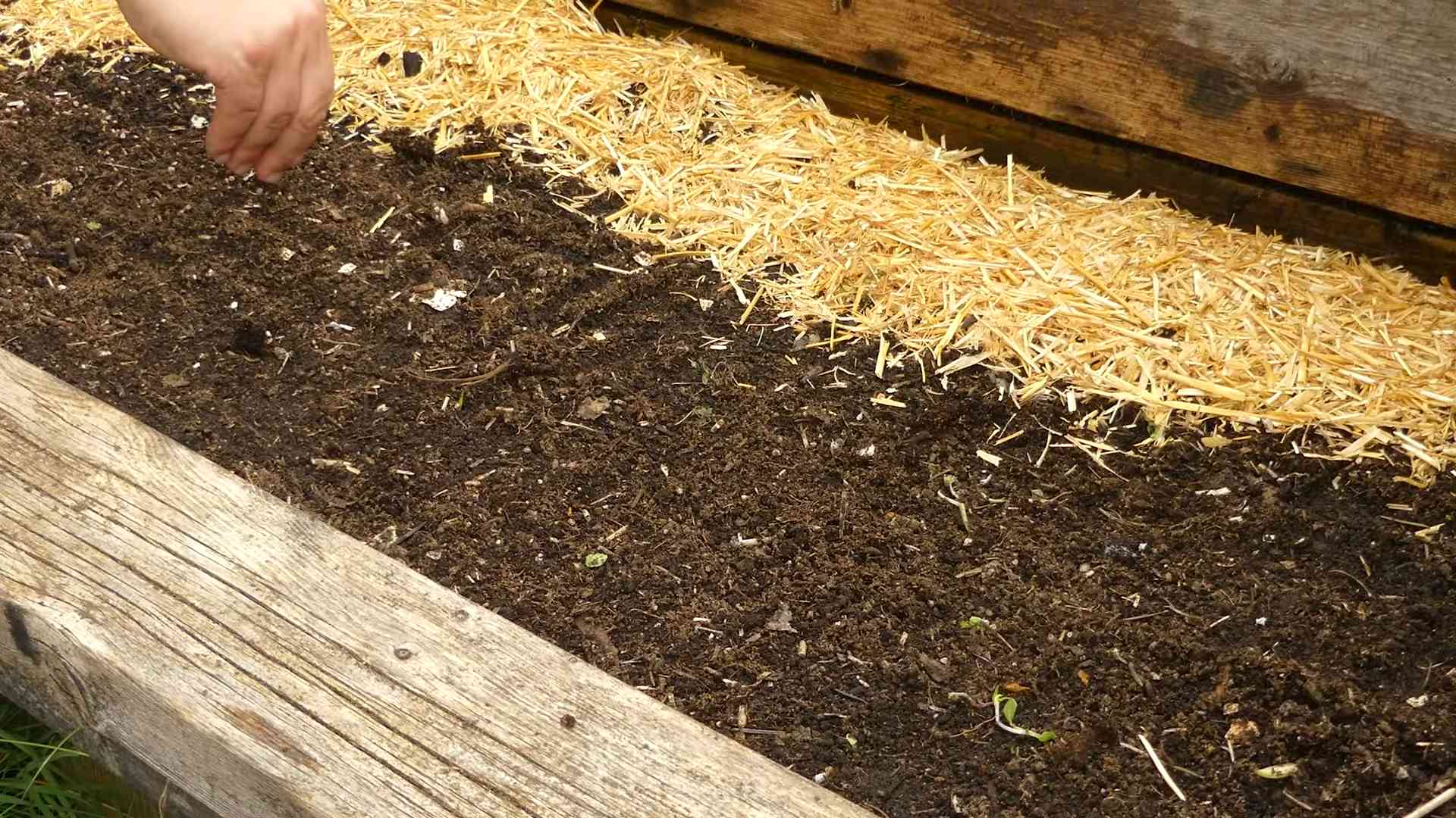 Growing Radishes Indoors