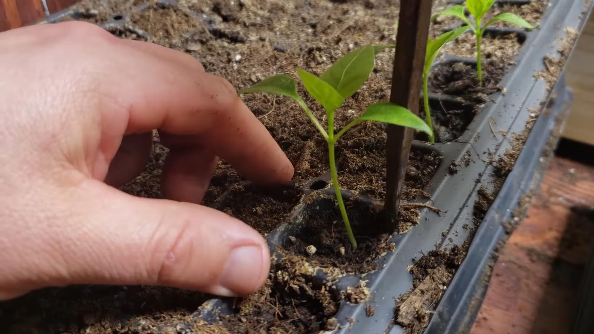 Grow Peppers Indoors