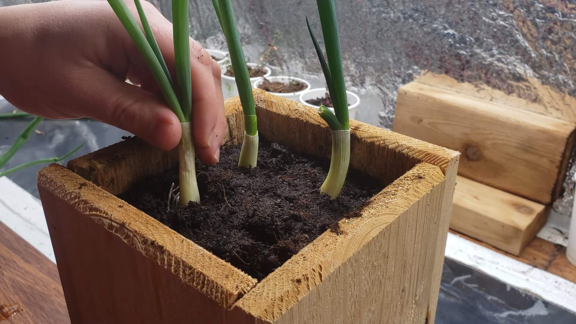 Regrow green onions at home