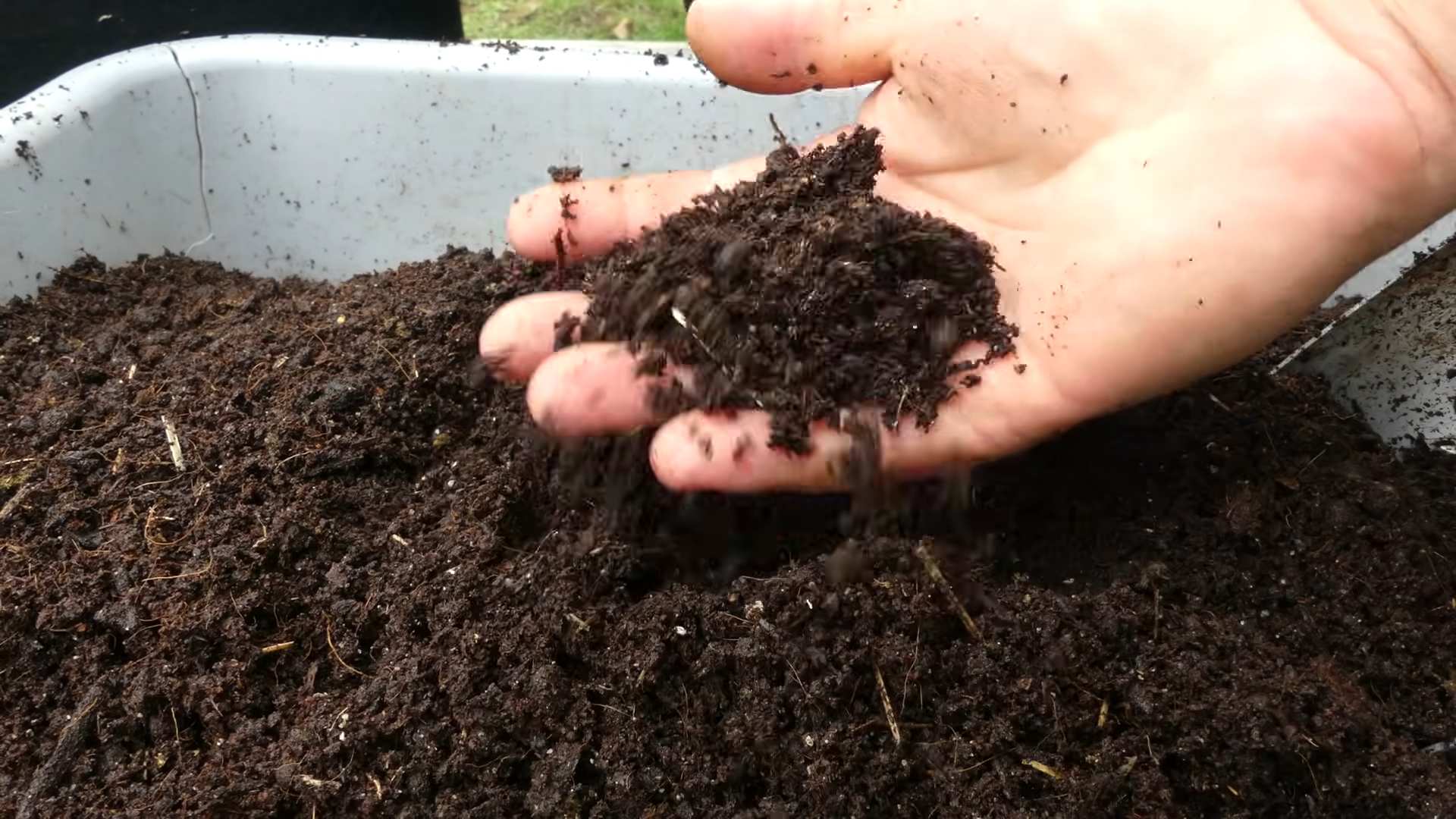 Growing Carrots Indoors in Pots