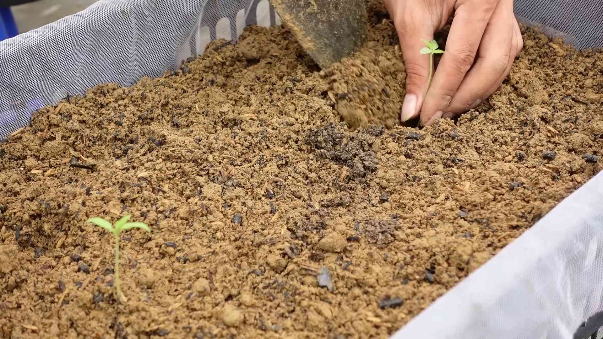 Small Space Tomato Growing