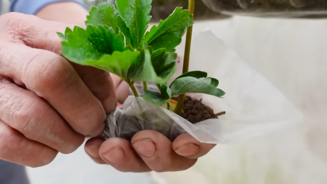 Grow Strawberries Indoors
