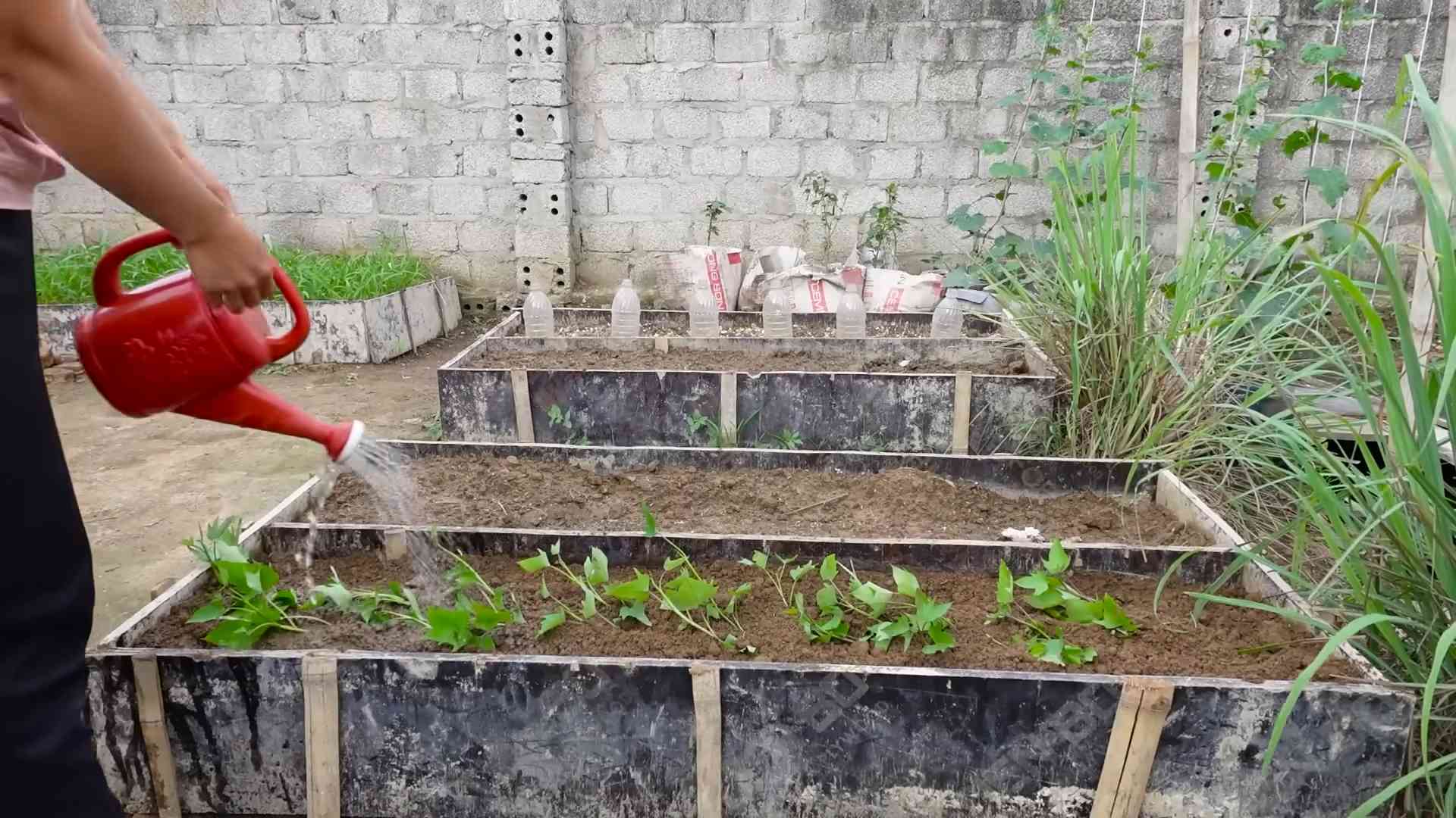 Grow Sweet Potatoes at Home
