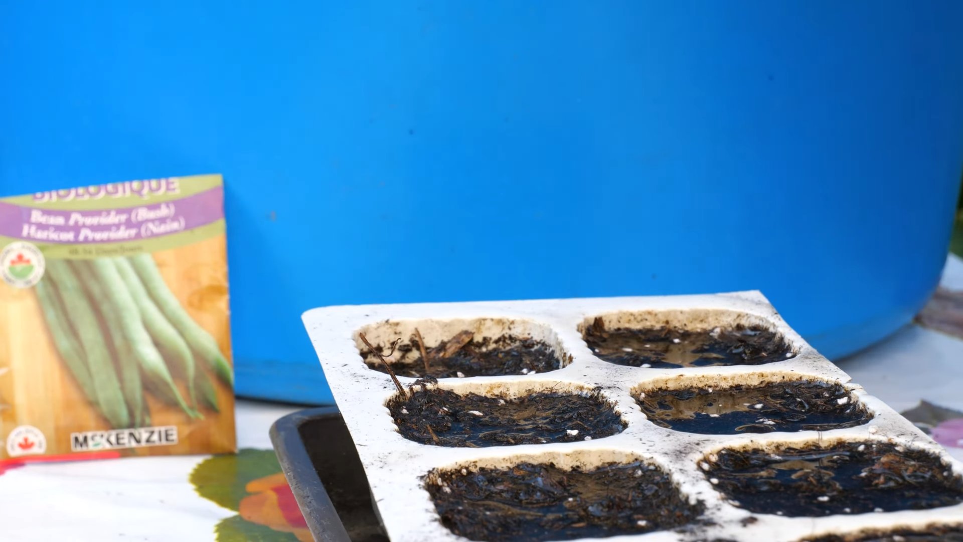 Growing Green Beans at Home
