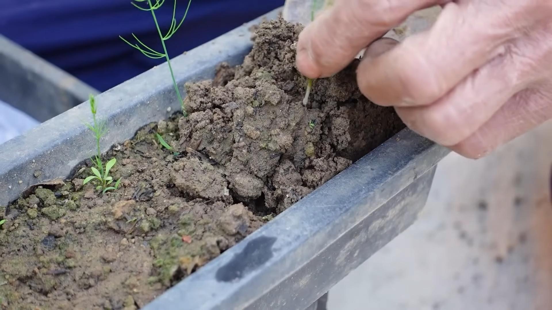 Planting Asparagus Backyard