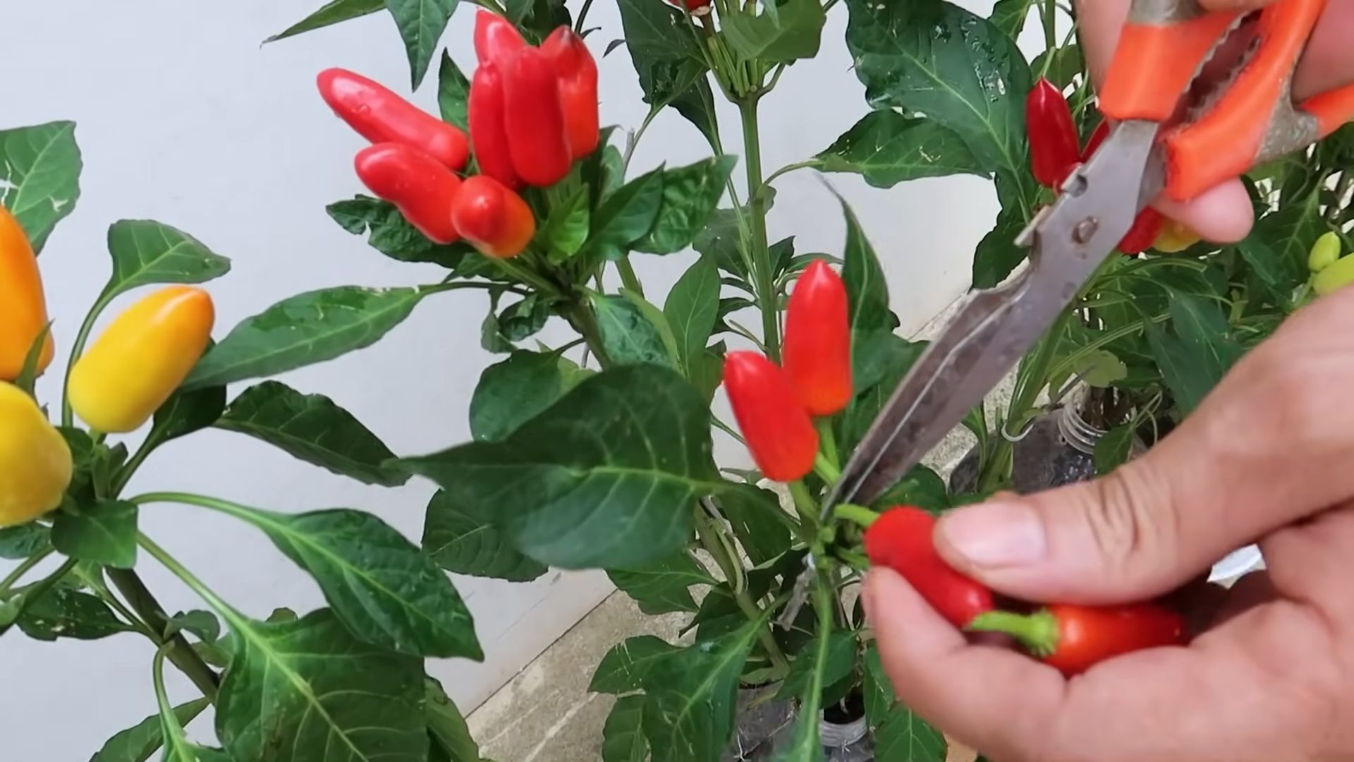 Bottle Gardening Peppers