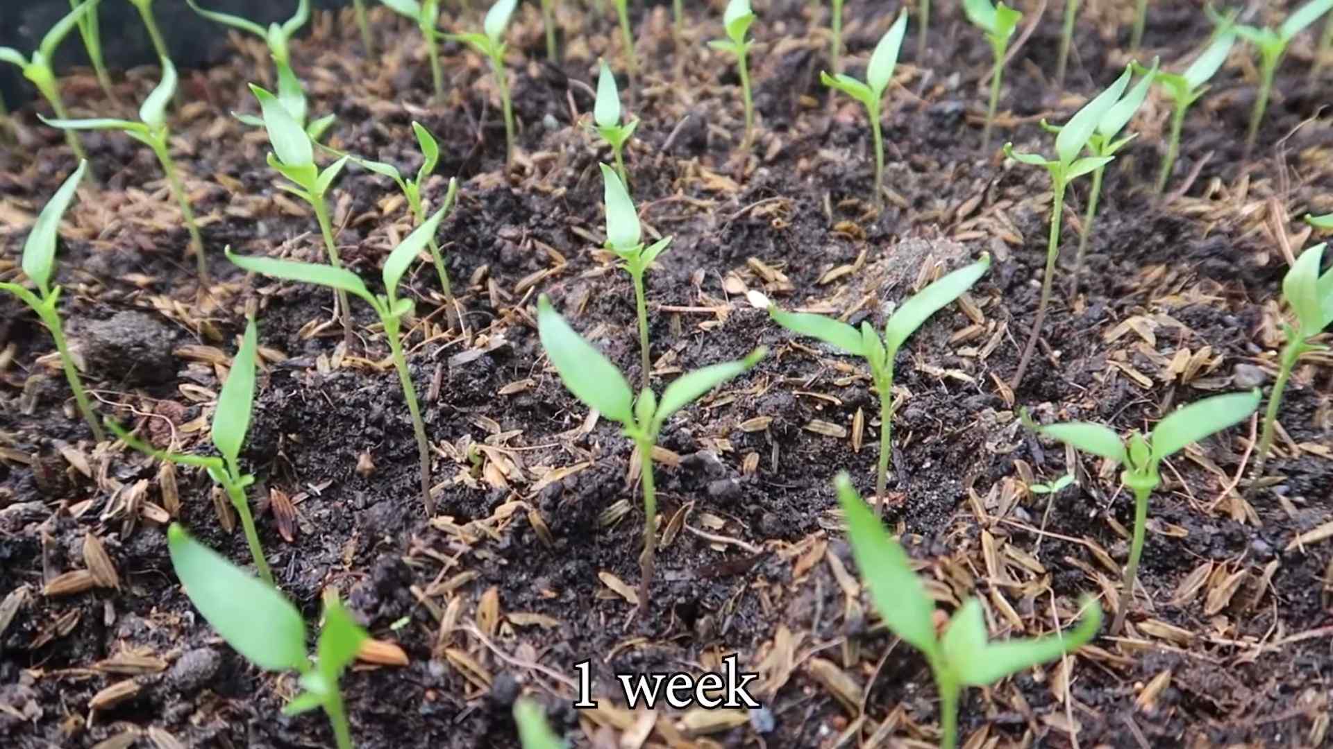 Bottle Chili Pepper Growing
