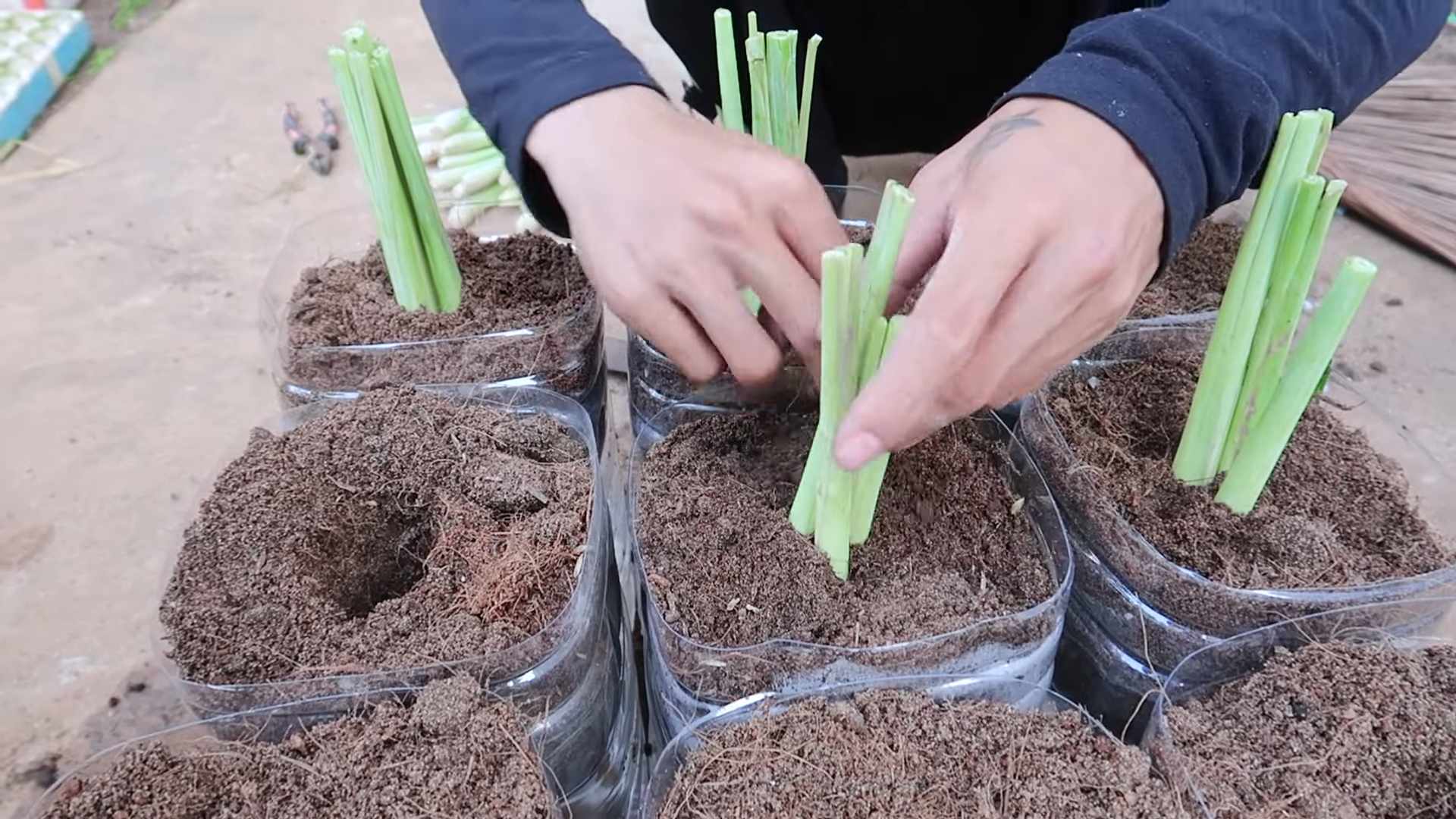 Multiply Lemongrass Quickly