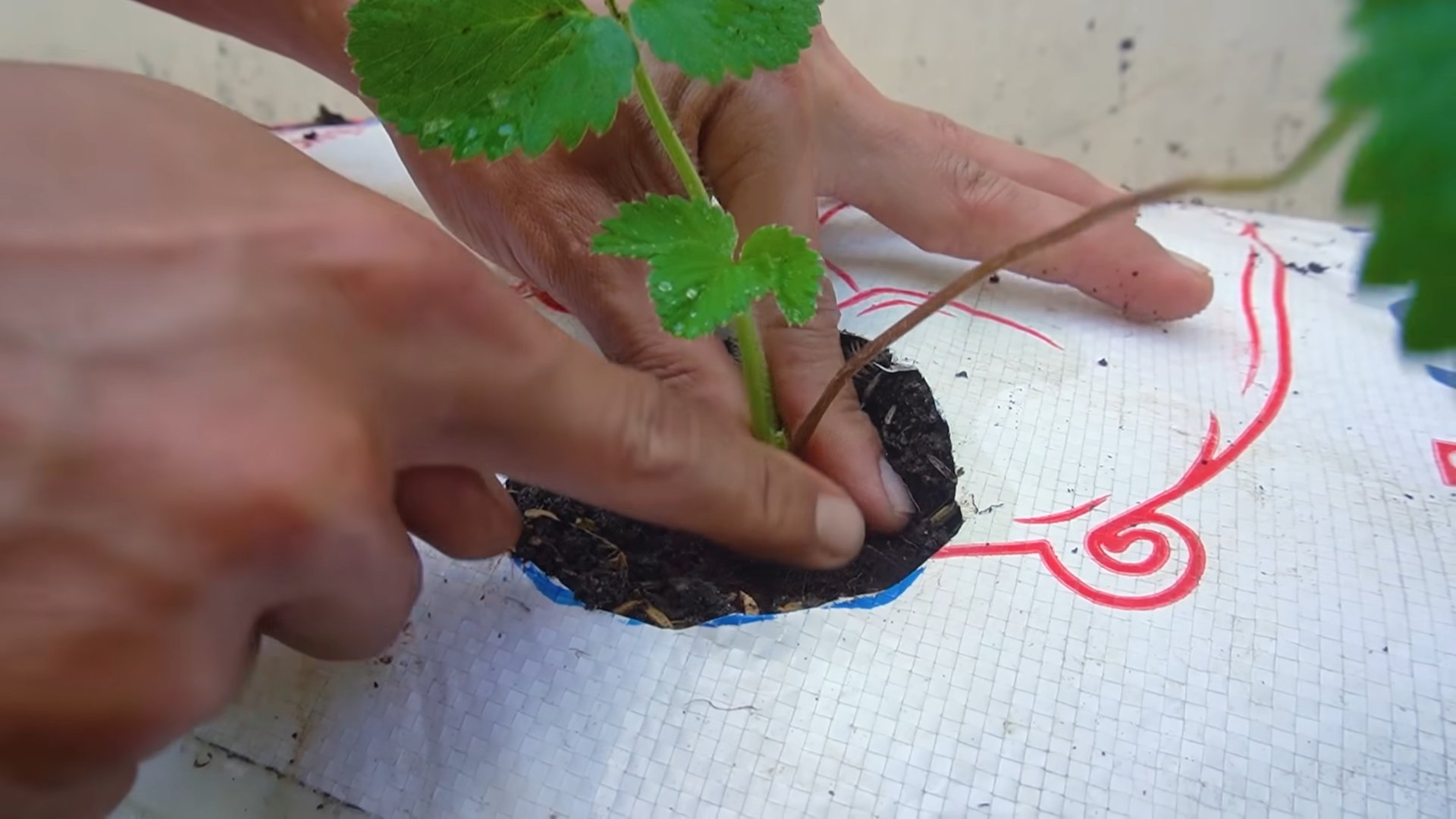 Grow Strawberries at Home