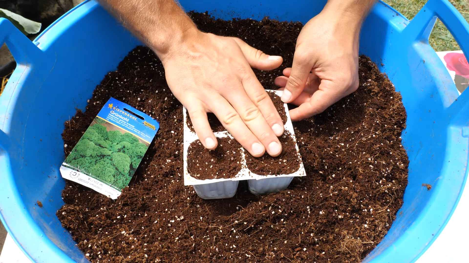 Easy Indoor Kale Growing