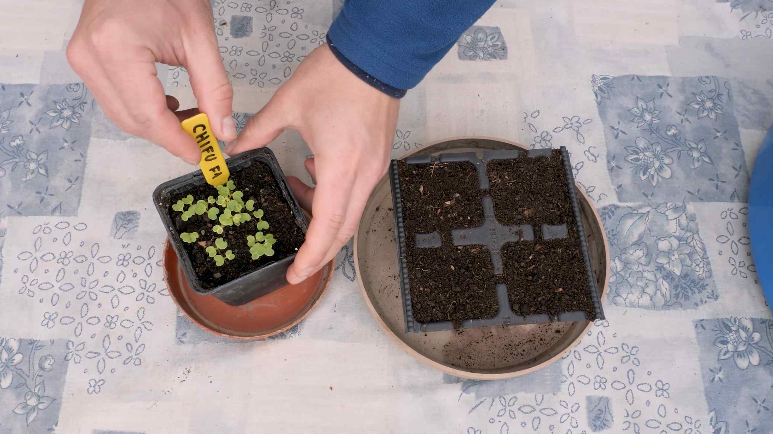 Bok Choy Container Gardening