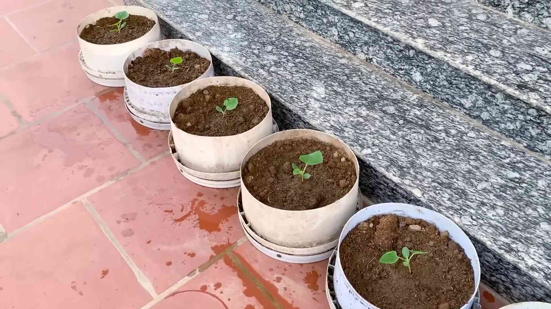 Grow Melons at Home