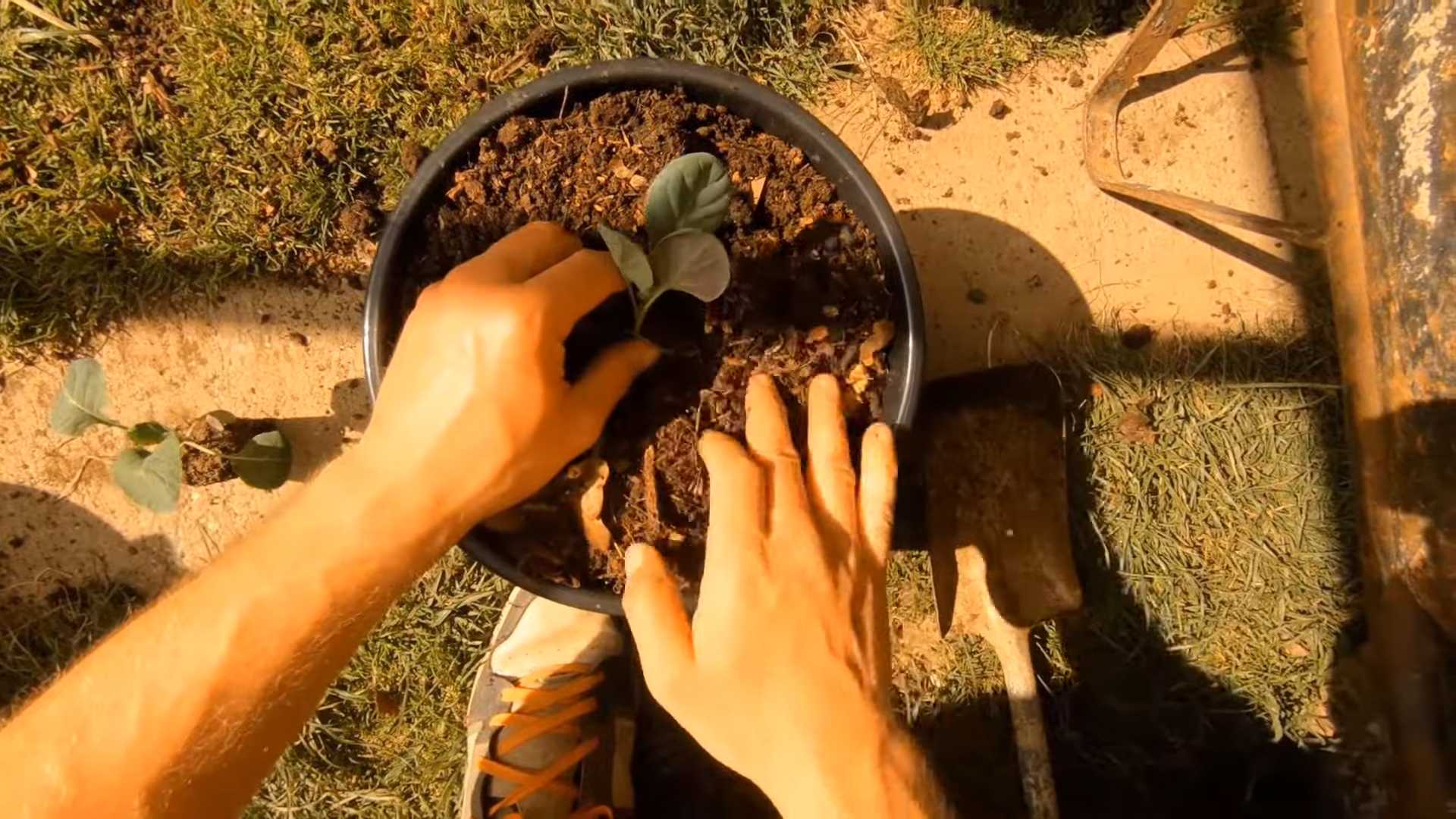 Growing Brussel Sprouts Pots
