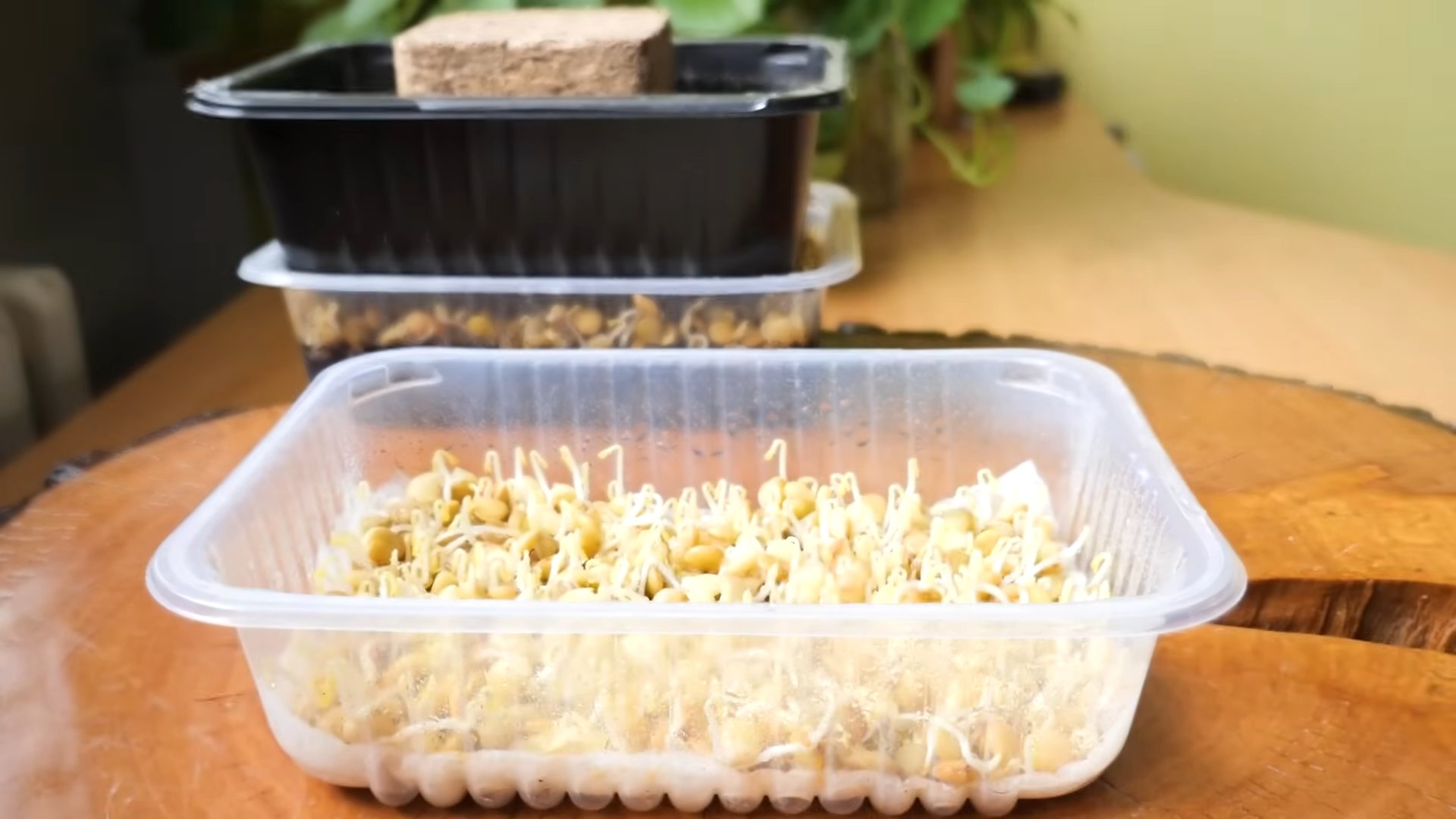 Grow Microgreens at Home Easy