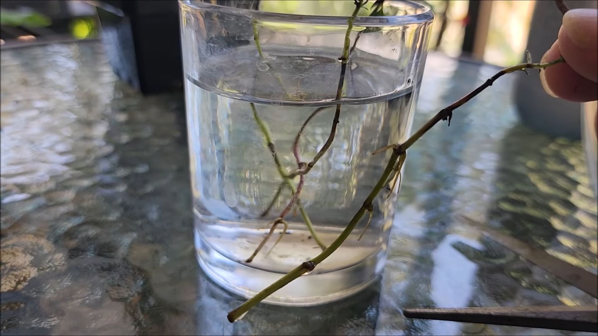 Growing thyme indoors