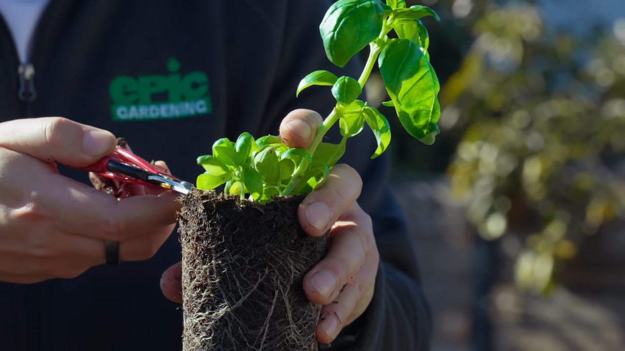 Basil Jar Herb Hack