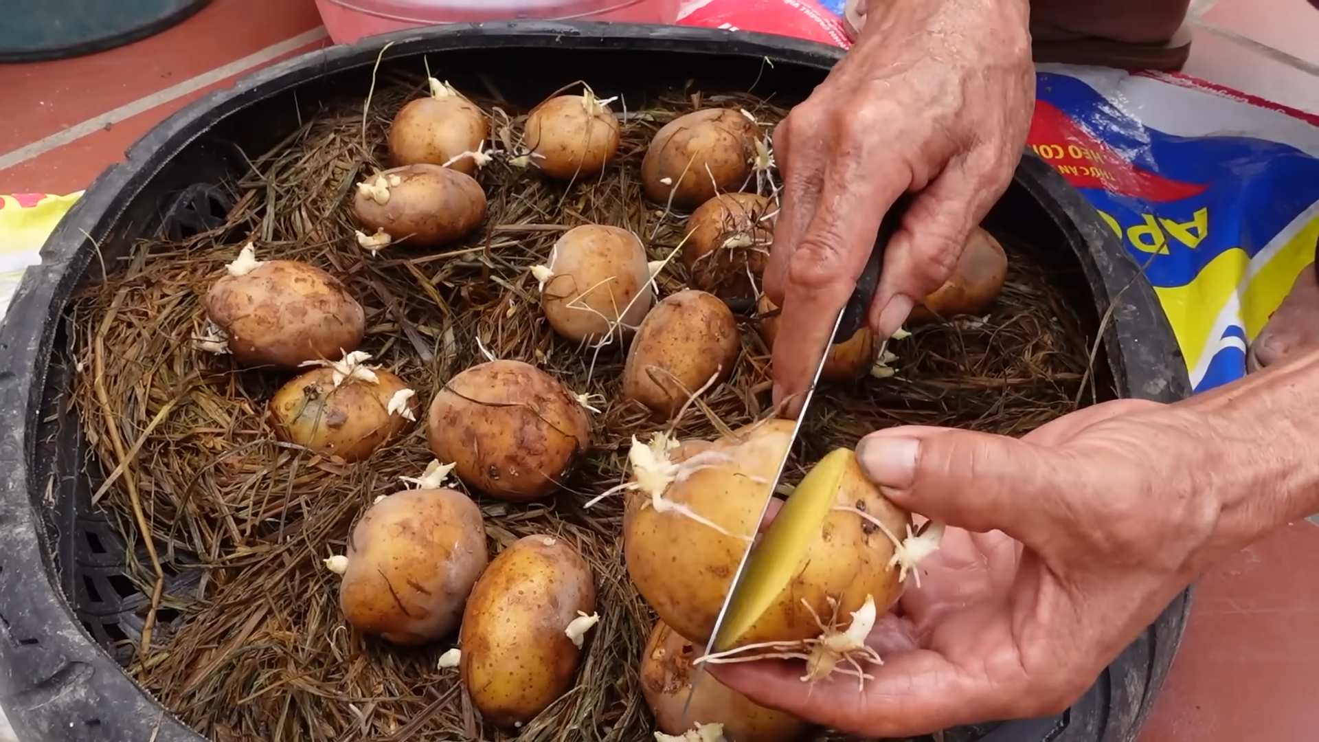 Growing Potatoes No Soil