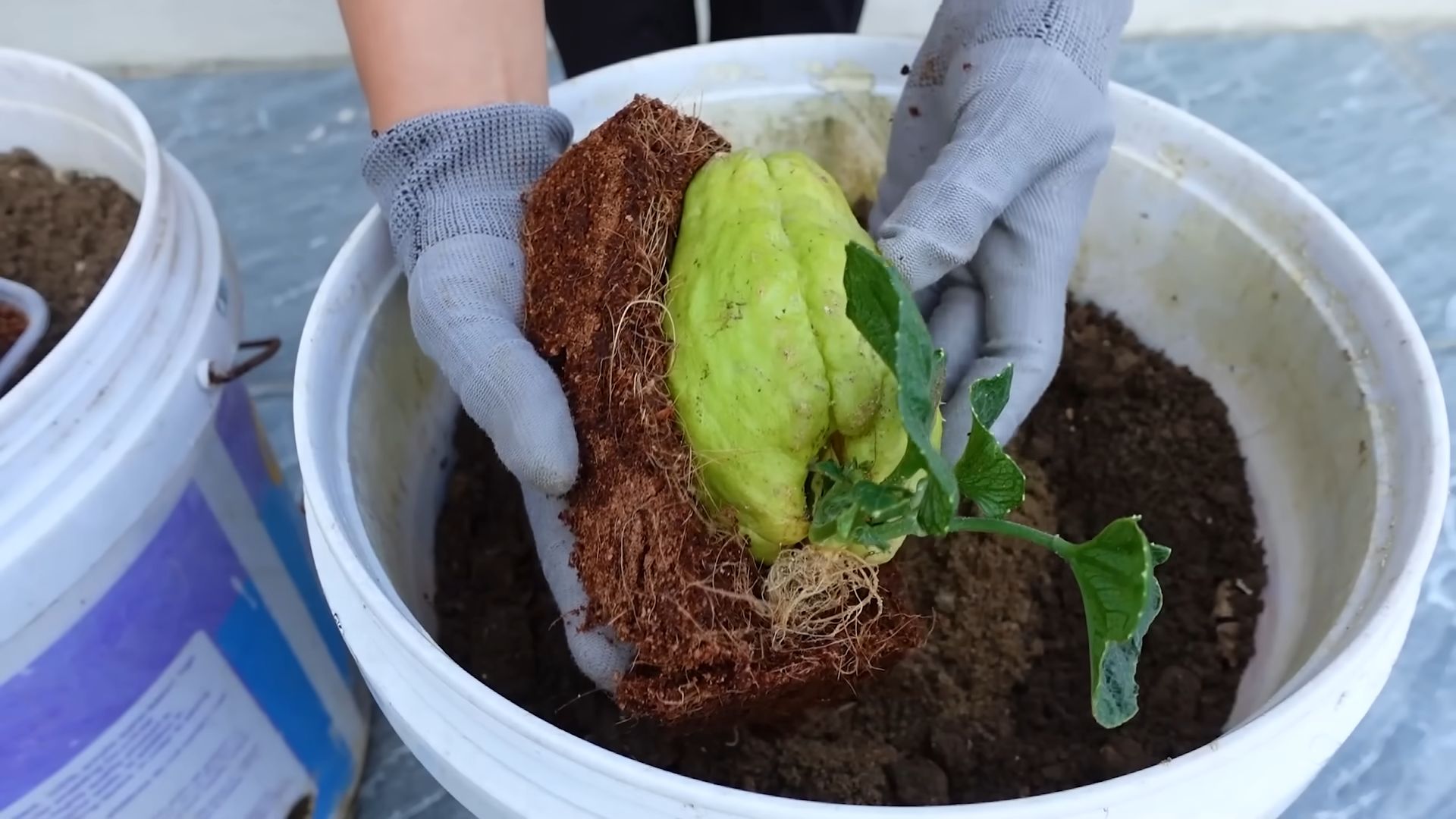 Grow Chayote at Home