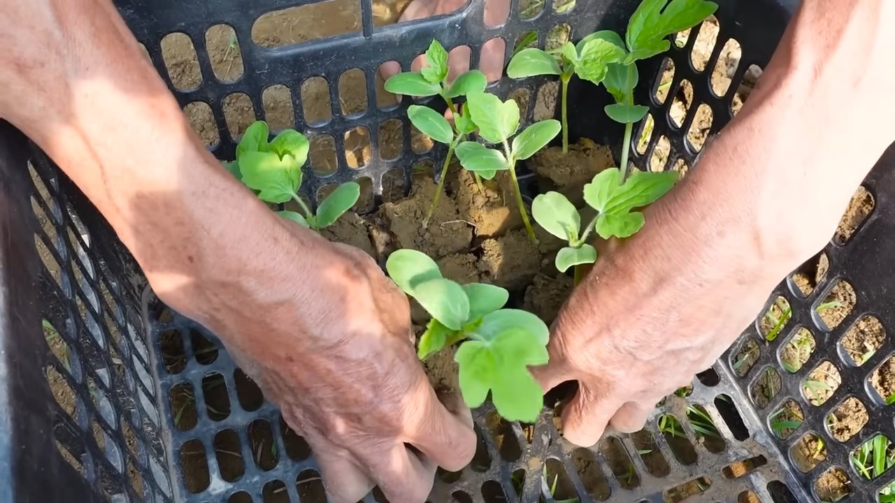 Growing Watermelons at Home