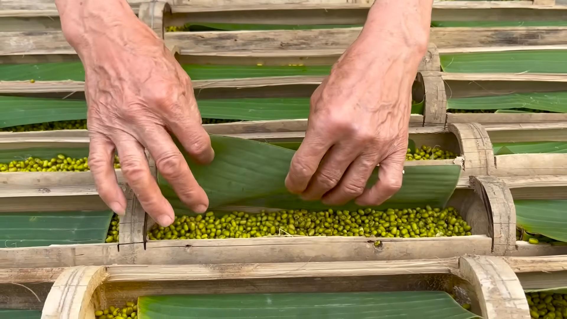 Grow Bean Sprouts Quickly