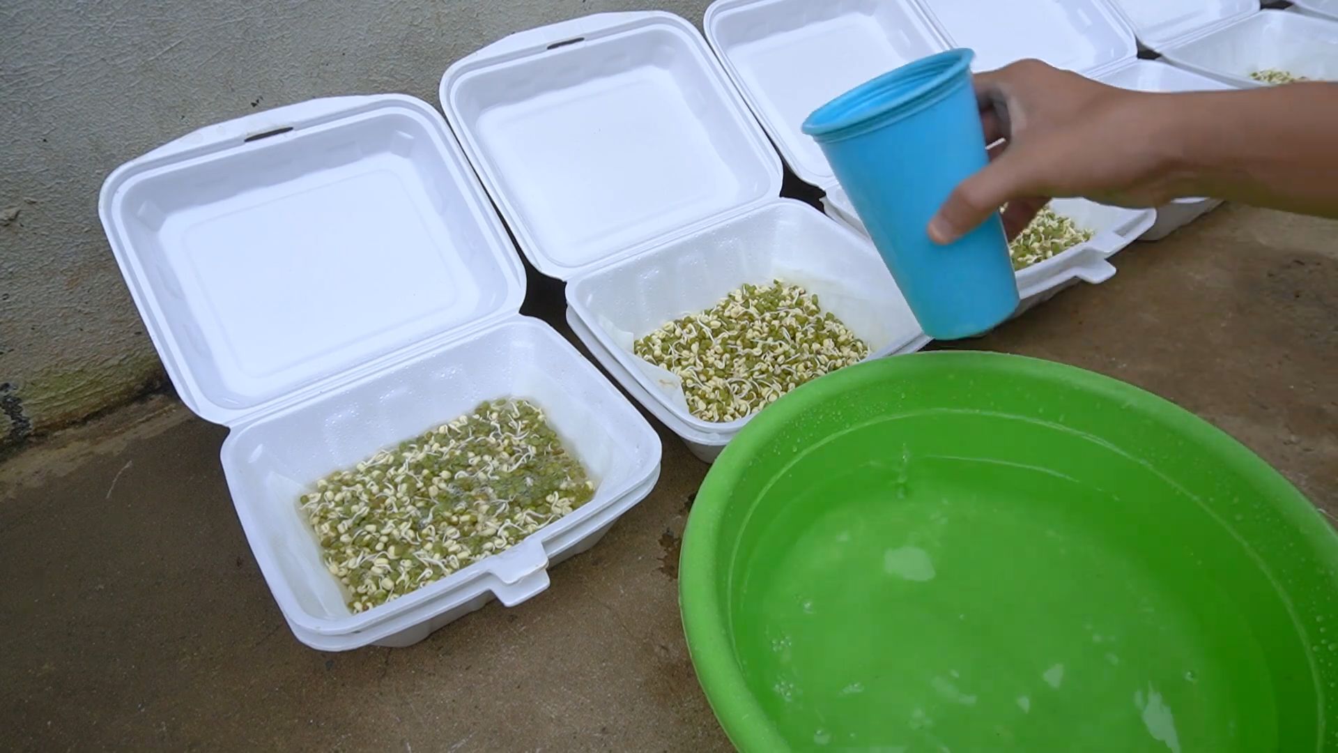 Bean Sprouts DIY Home