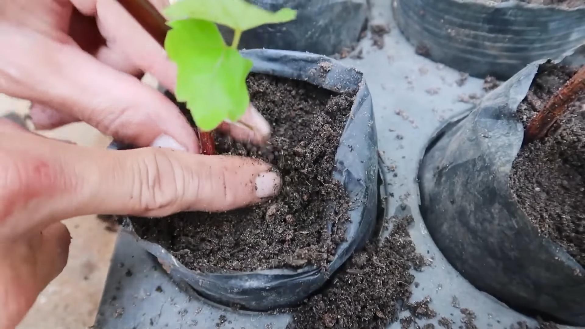 Propagate Plants June