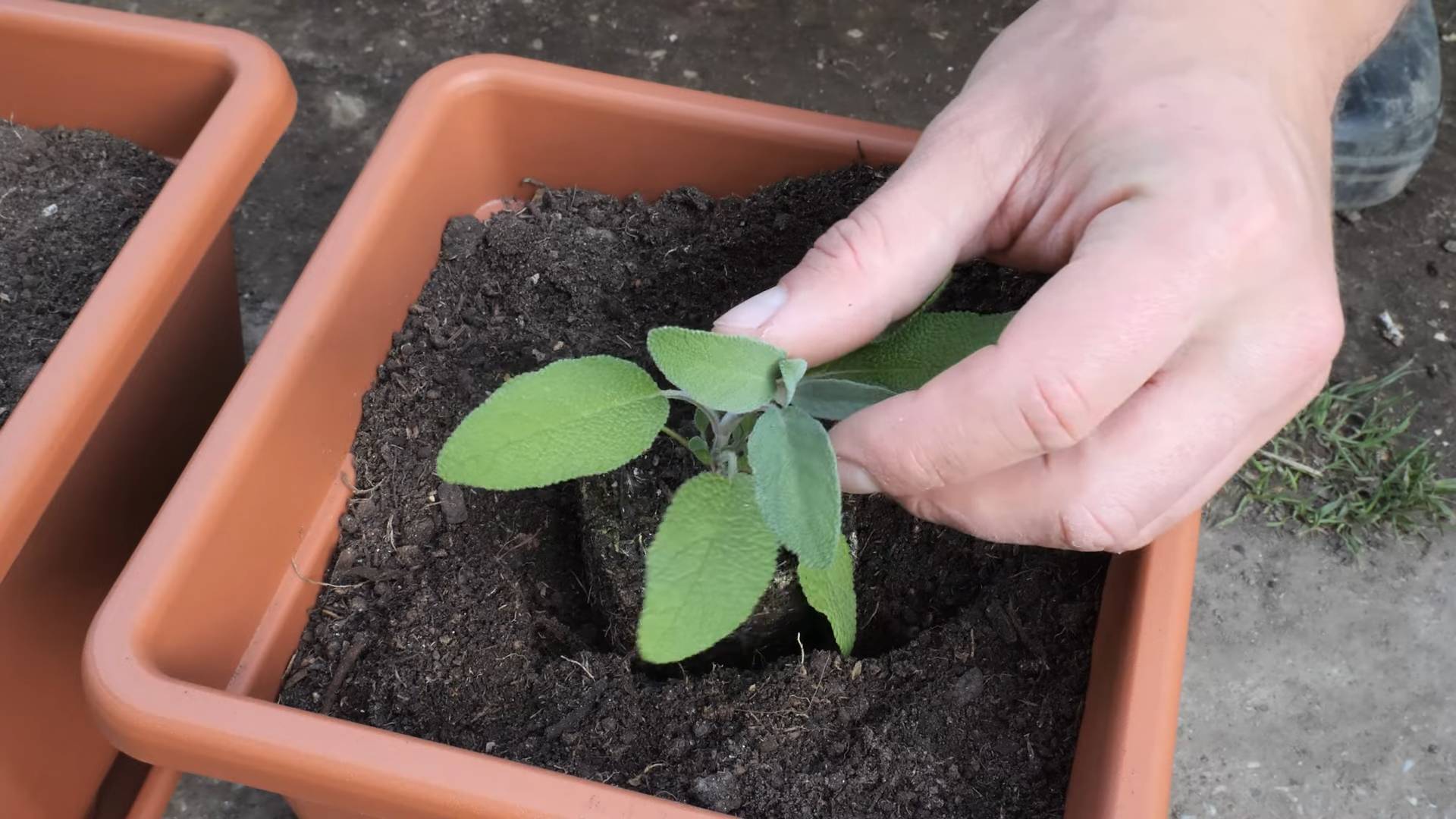 Growing Sage in Pots