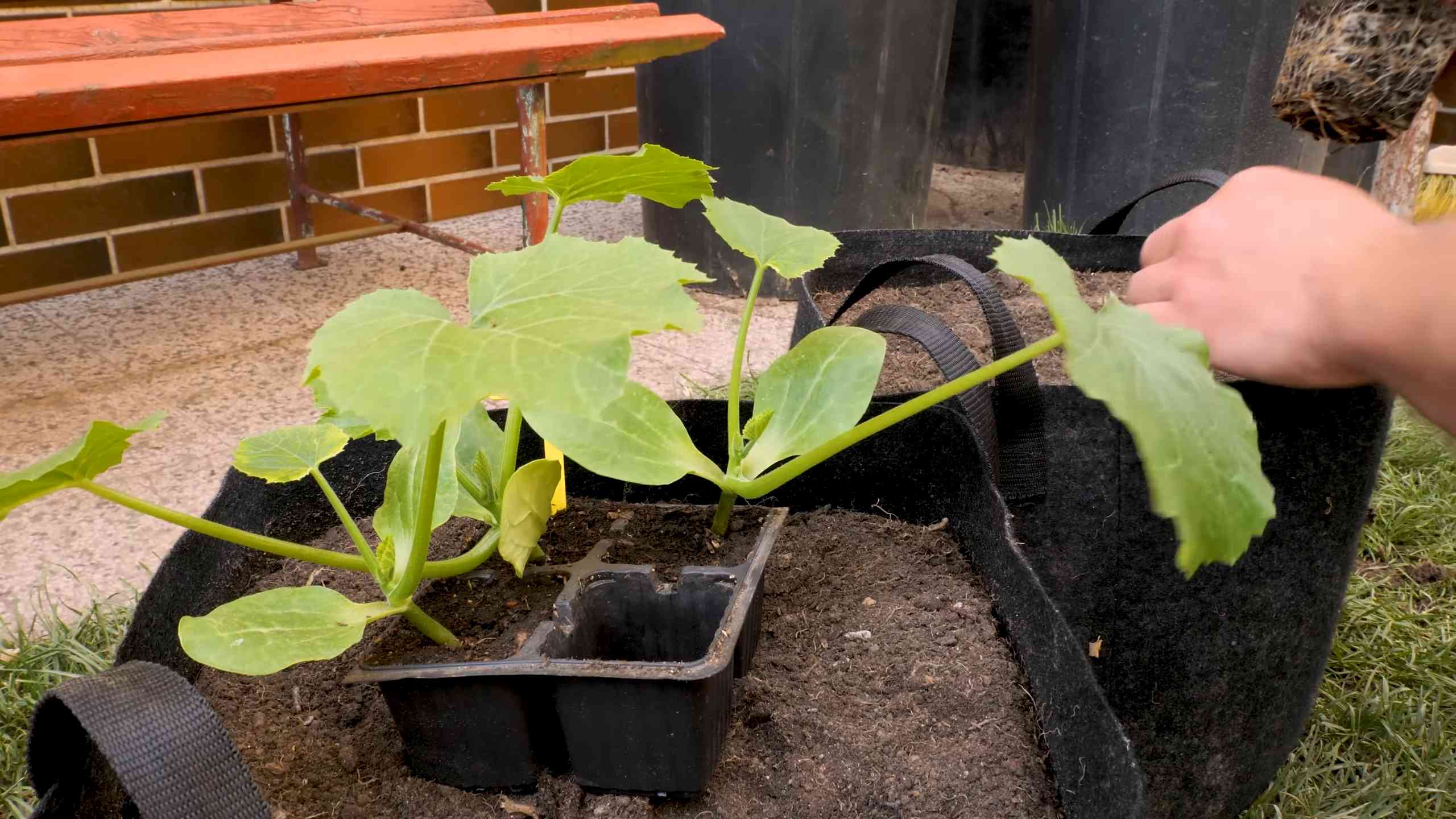 Sunflowers in Pots