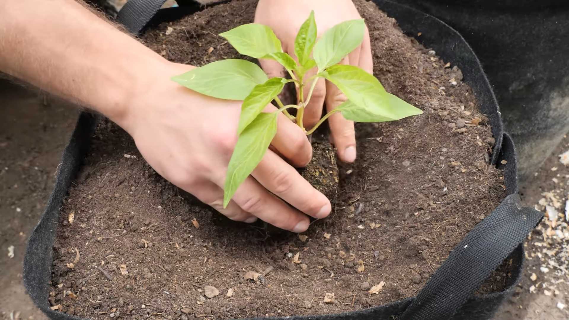 Harvesting Purple Bush Beans