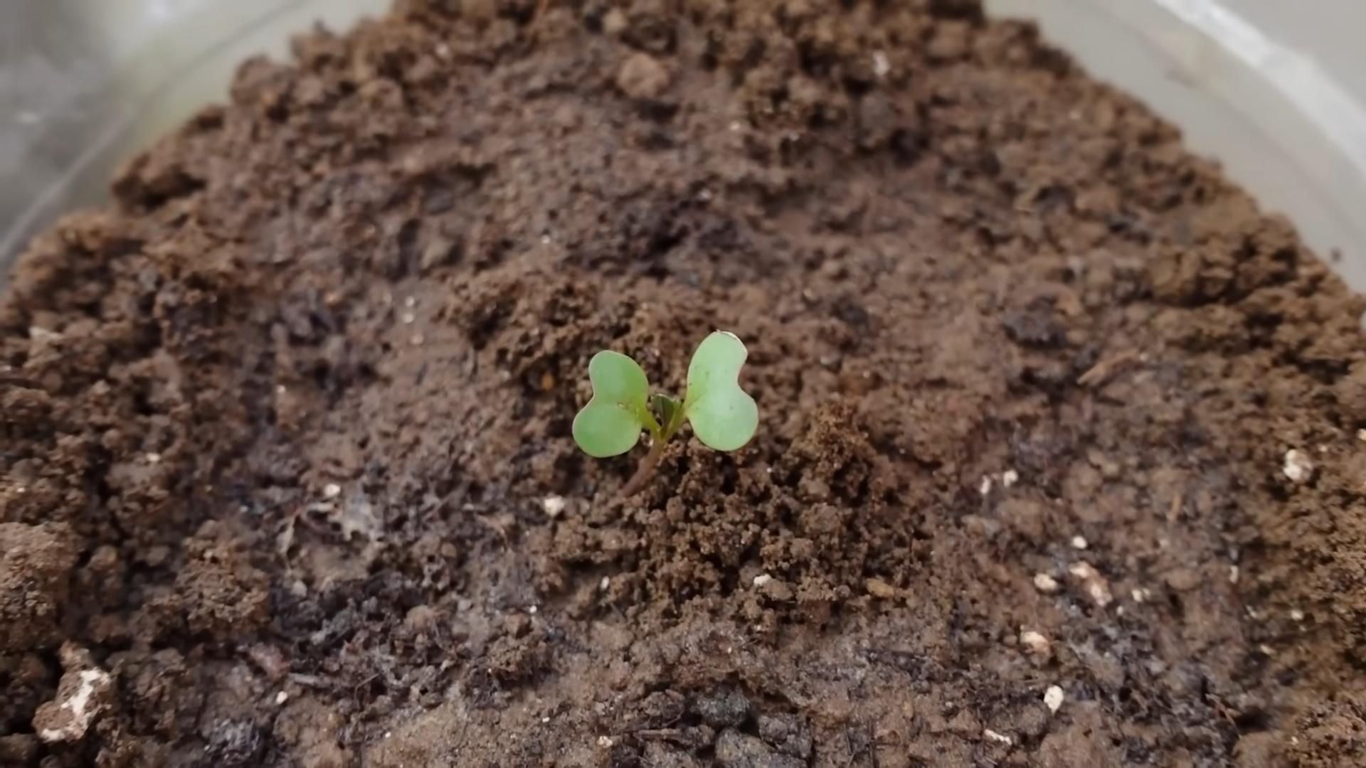 DIY Cabbage Growing