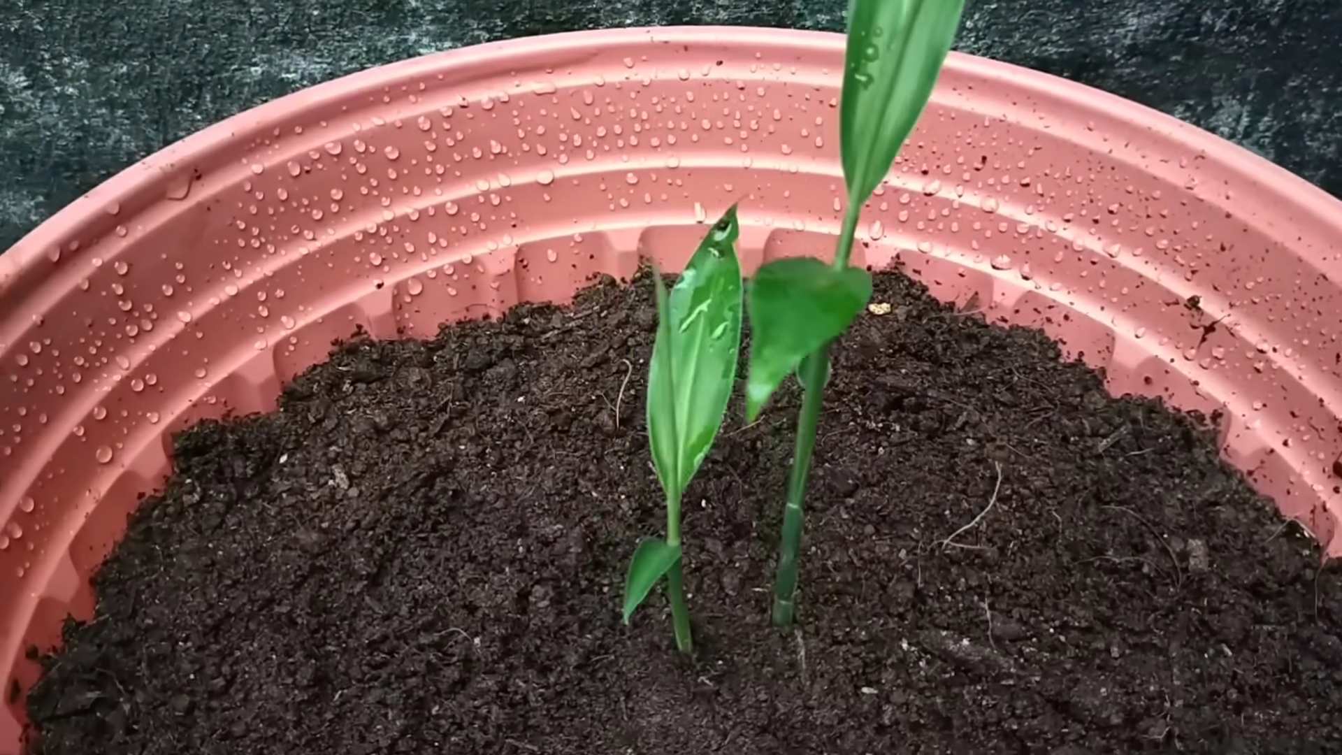 Grow Lemongrass Indoors