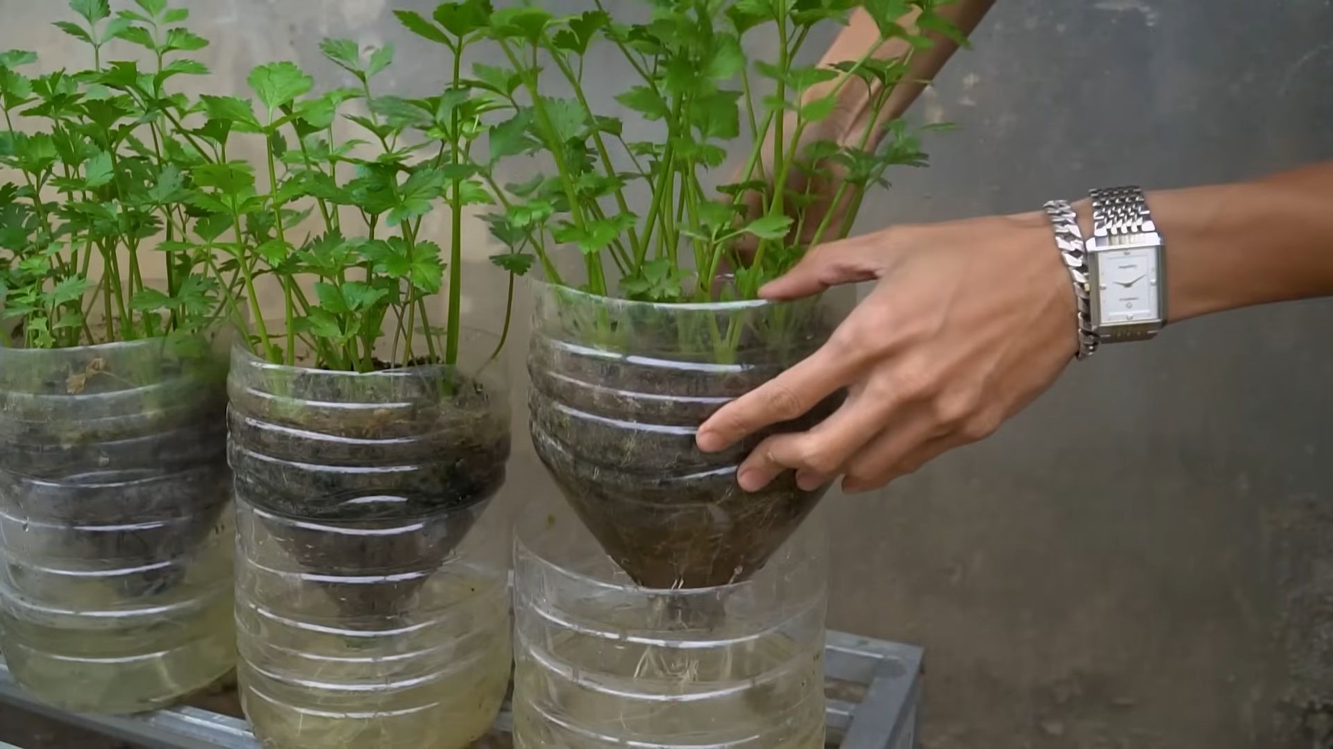 Growing Celery at Home