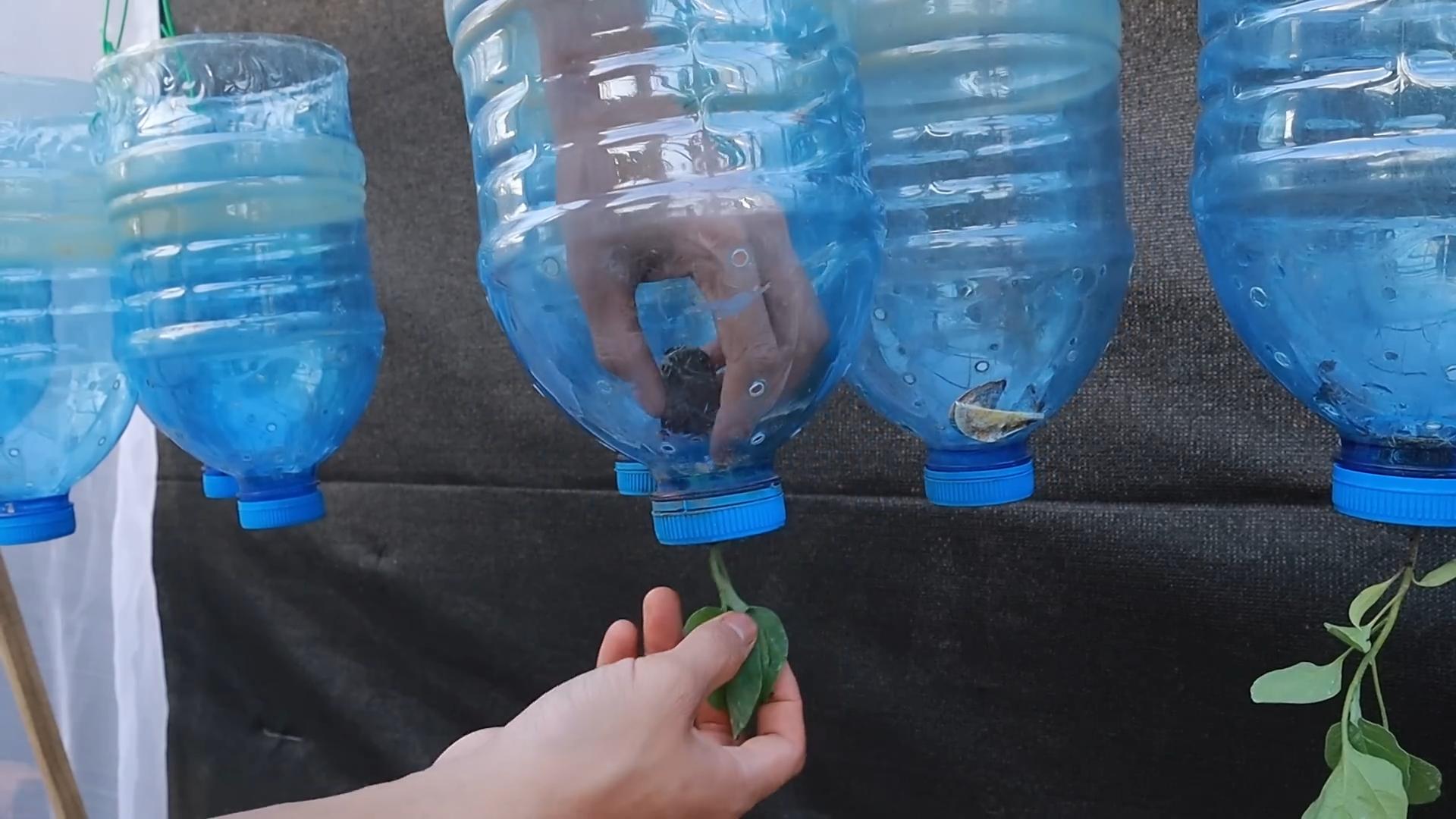 Container Eggplant Growing Tips