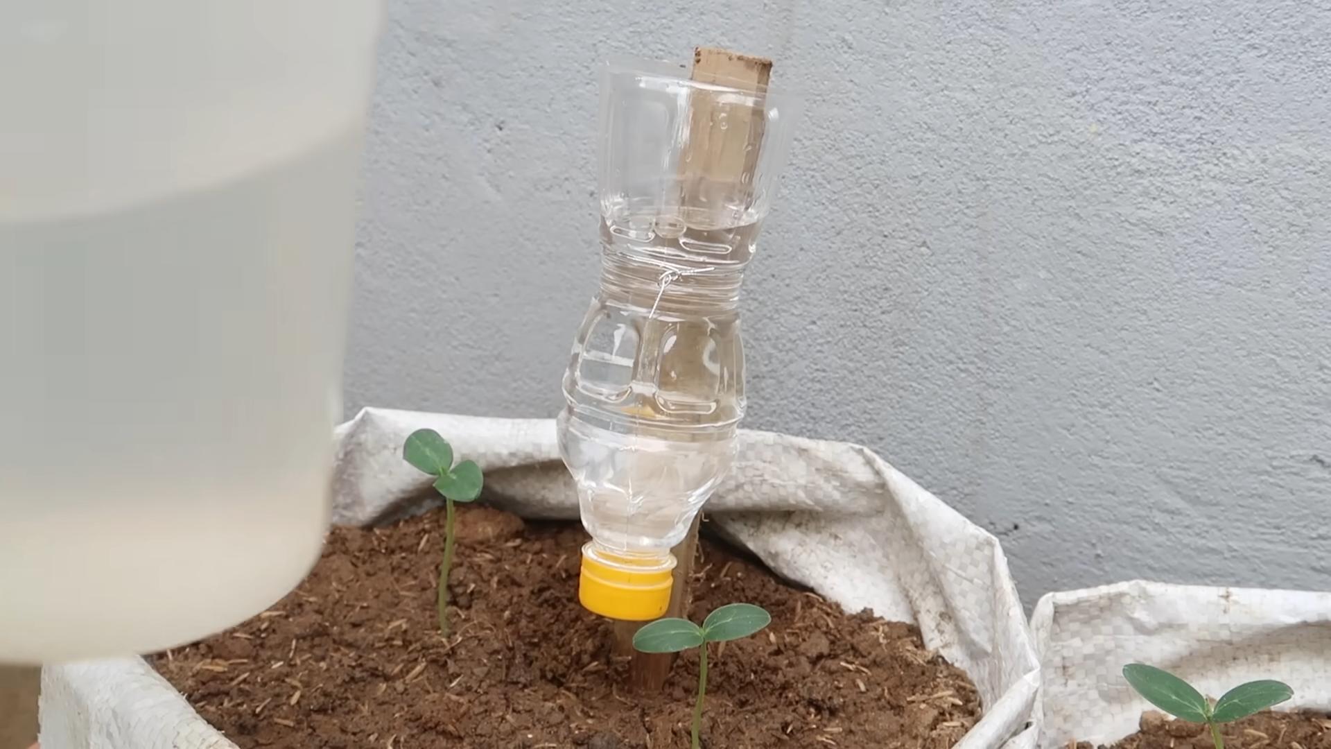 Cucumber growing hacks