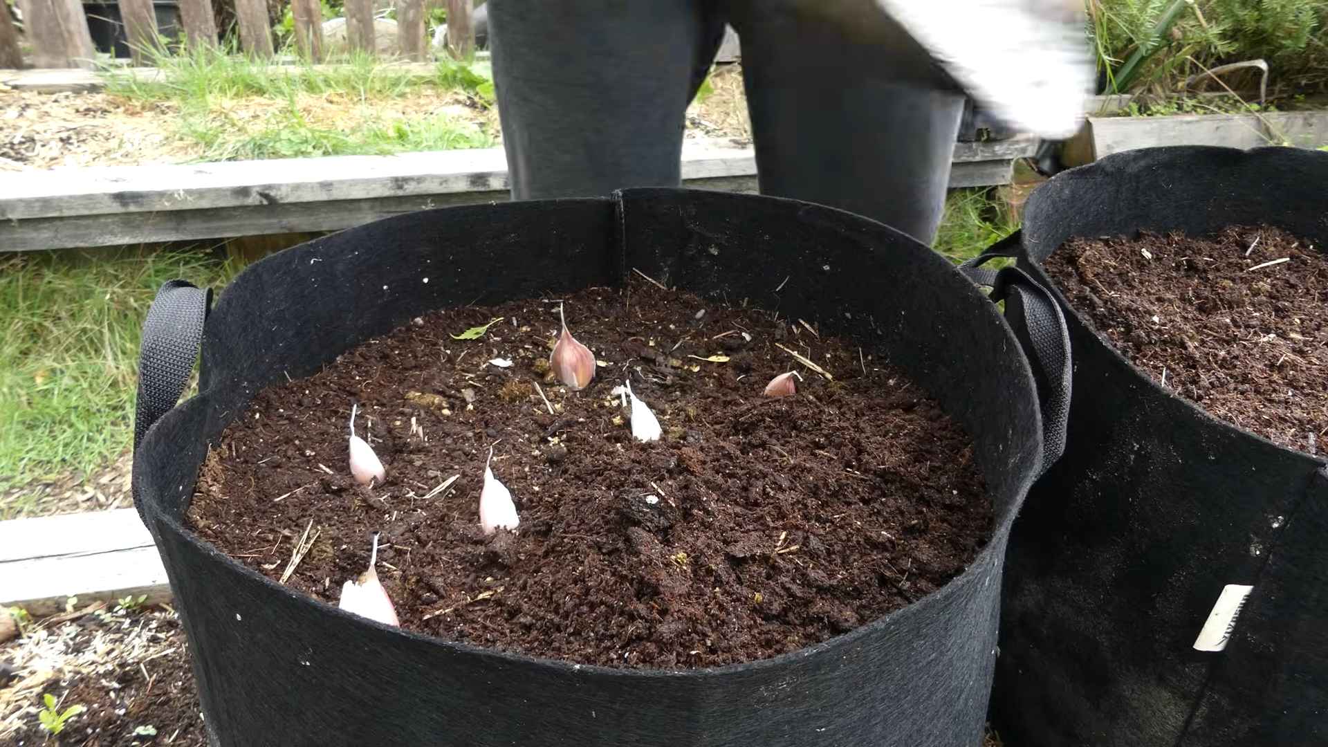 Growing Garlic Indoors