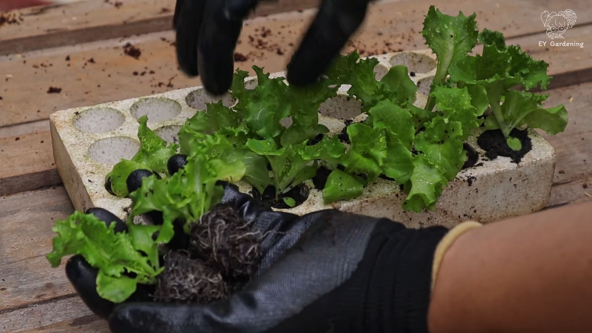 Indoor lettuce growing