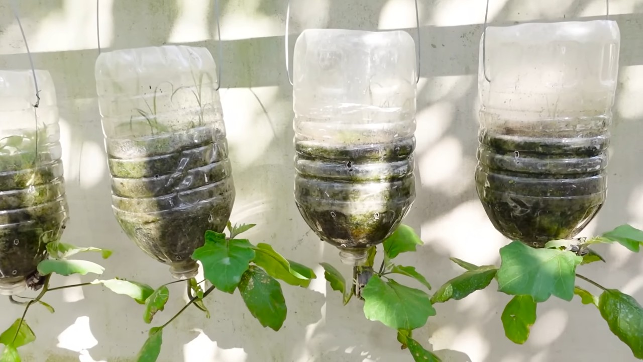 Grow Eggplants Bigger Harvests