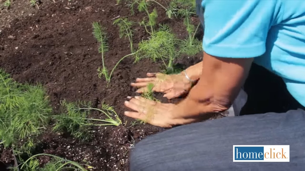 Growing Fennel at Home
