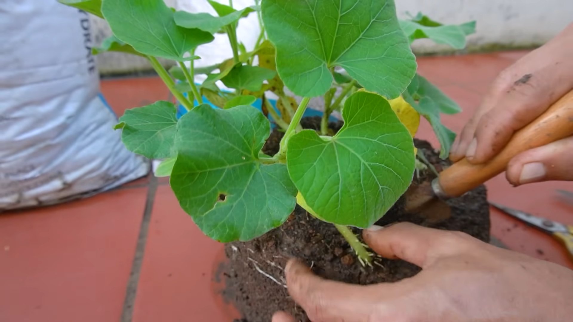 Gourd Bag Gardening Trick