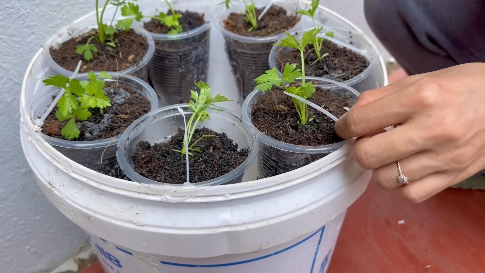 Grow Celery Water Saving