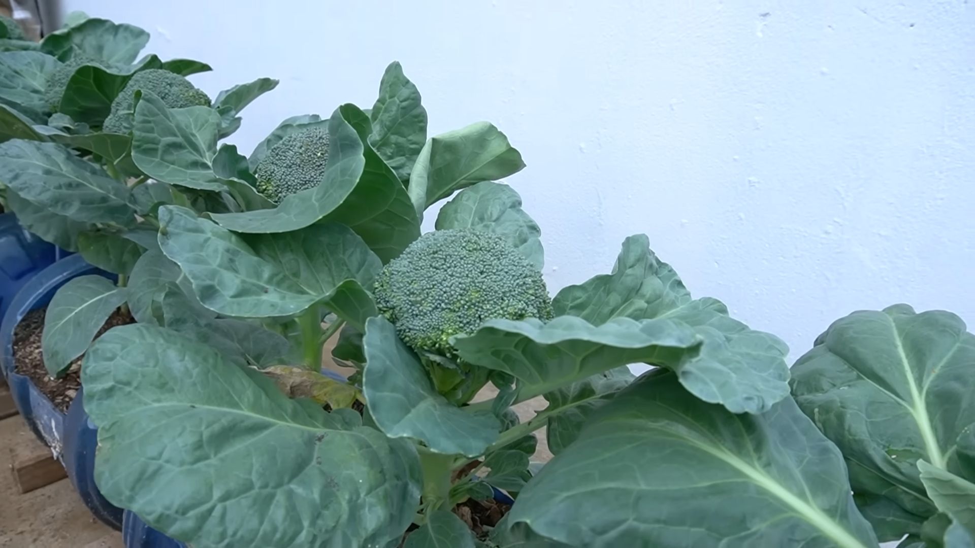Grow Broccoli at Home Easily