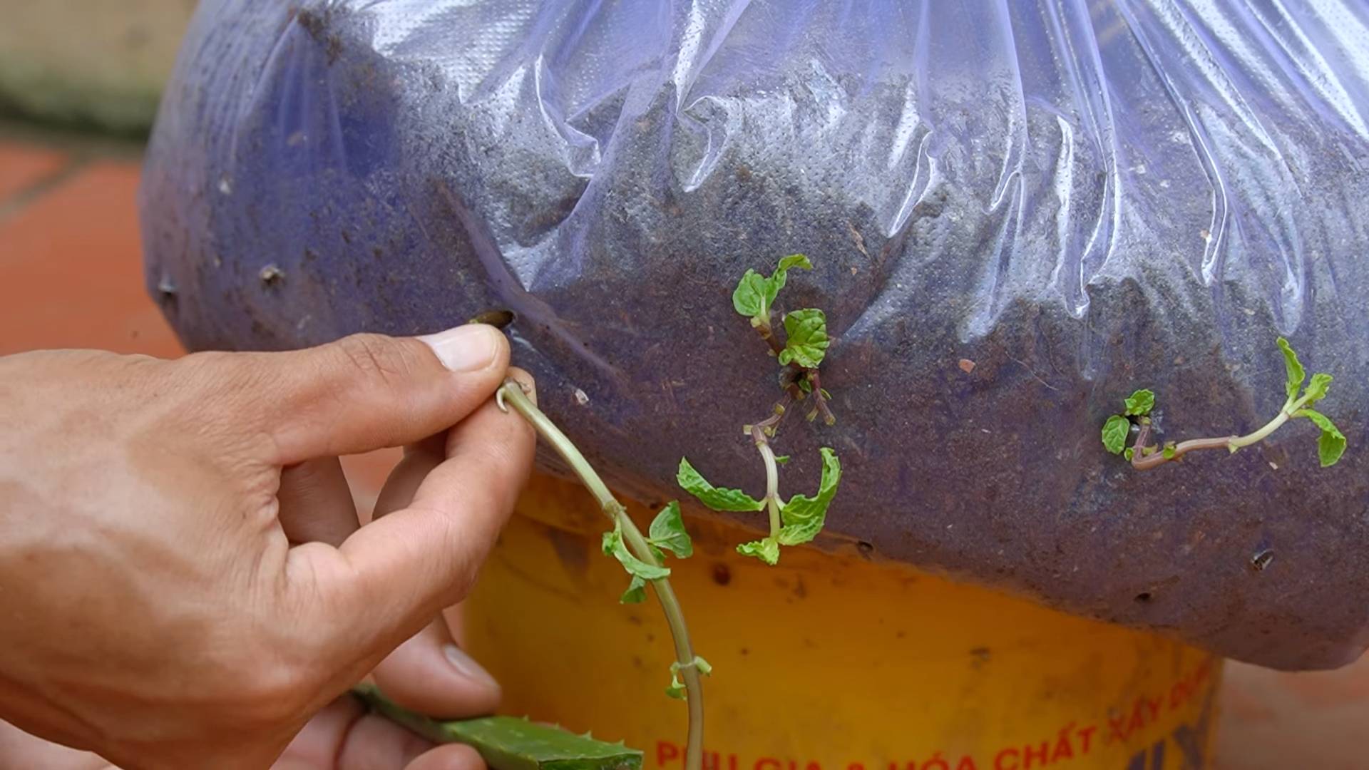 Home Vegetable Garden