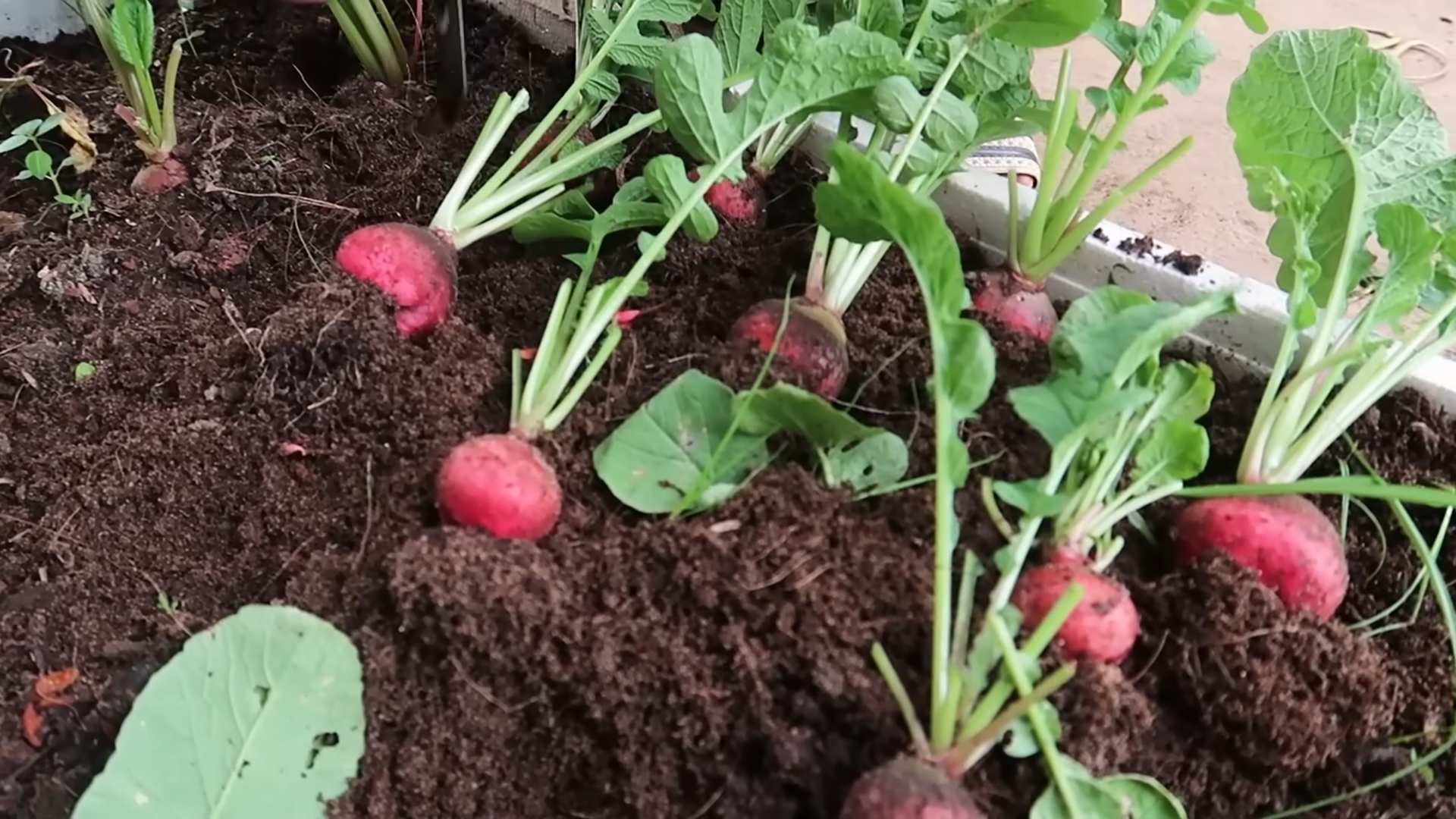 Grow Radish Winter Season