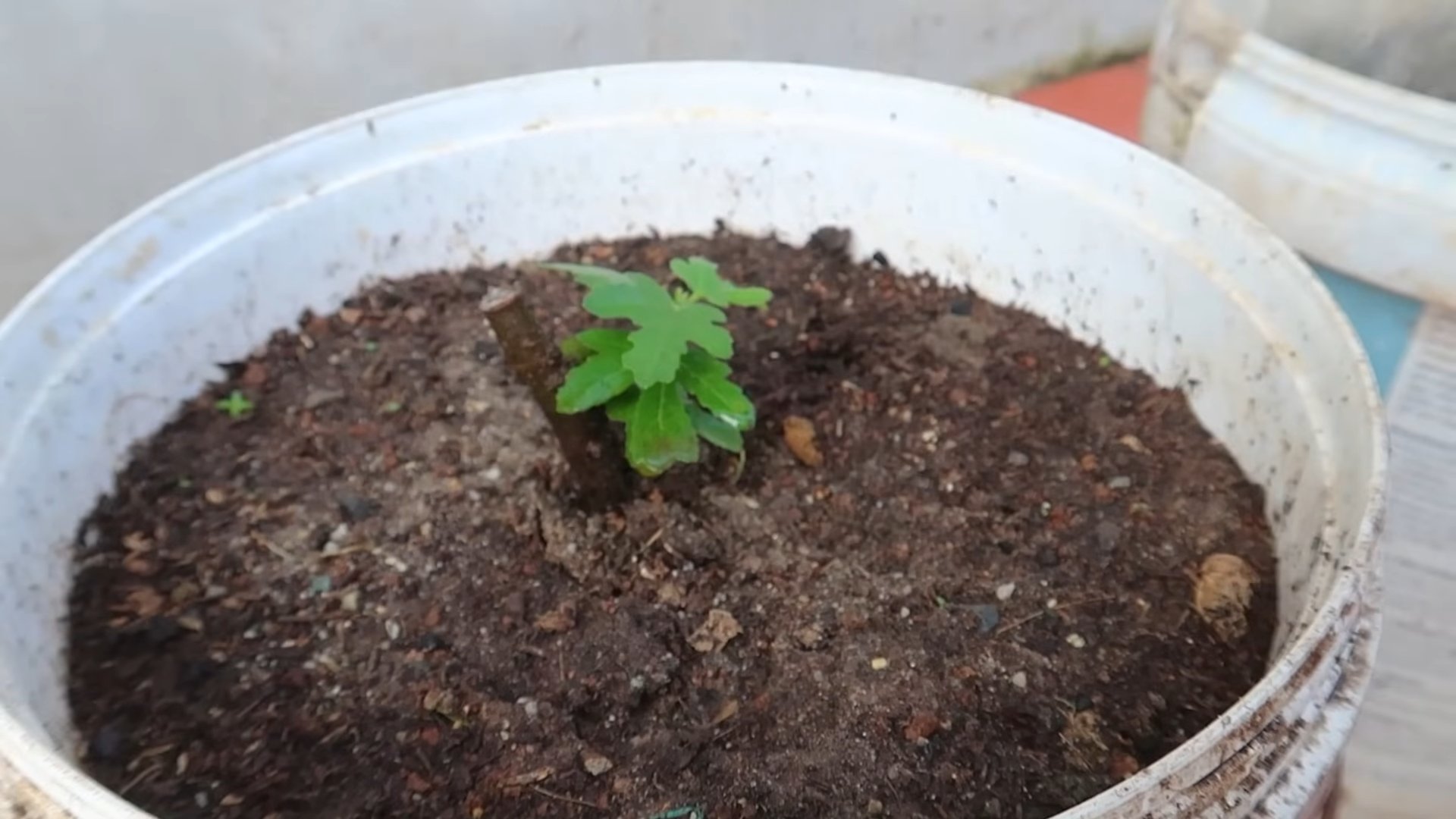 Fast Growing Figs