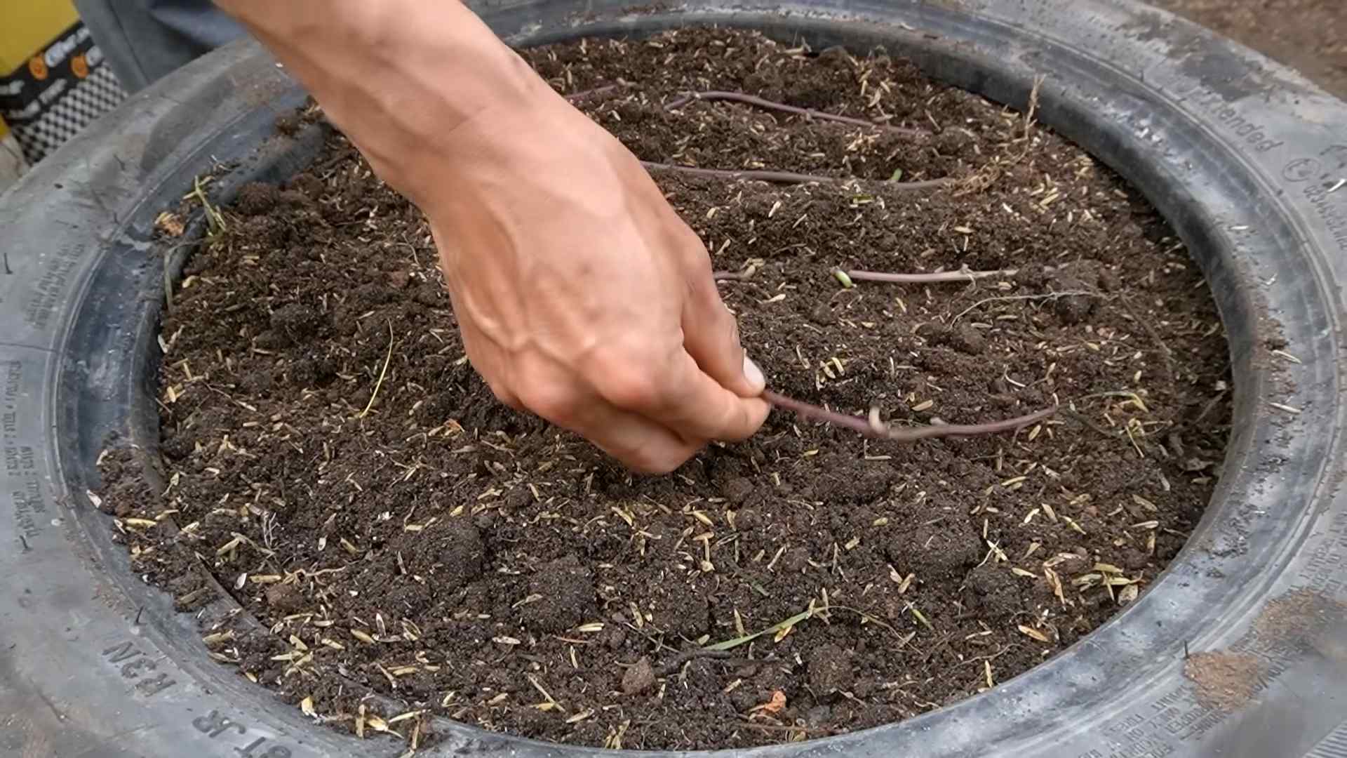 Harvest Sweet Potatoes Monthly