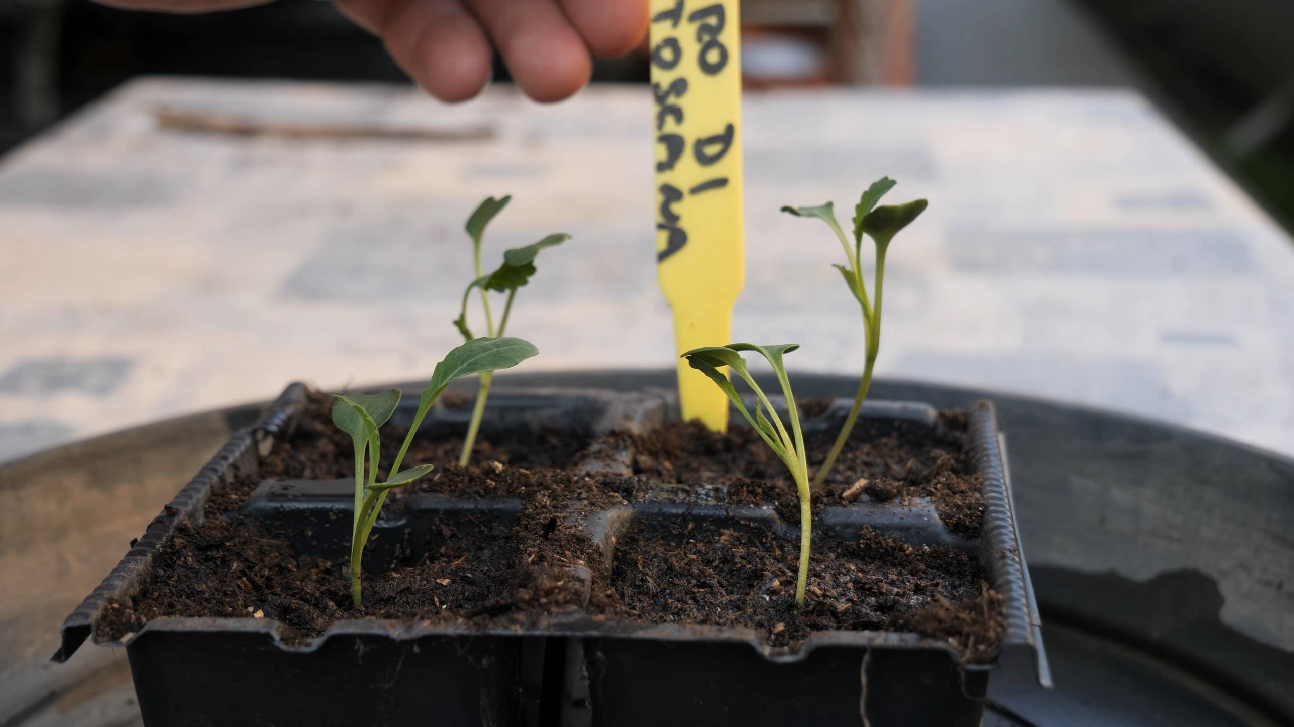 Winter Kale Container Gardening