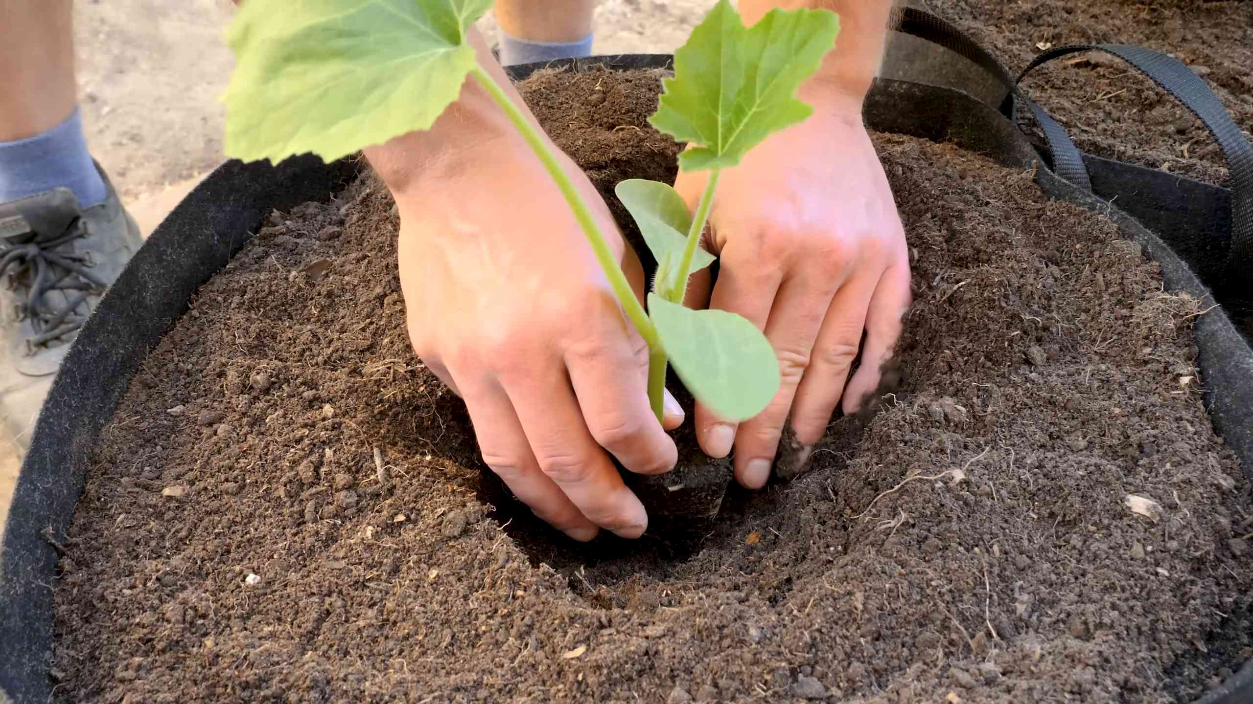 Container Gardening Summer Squash