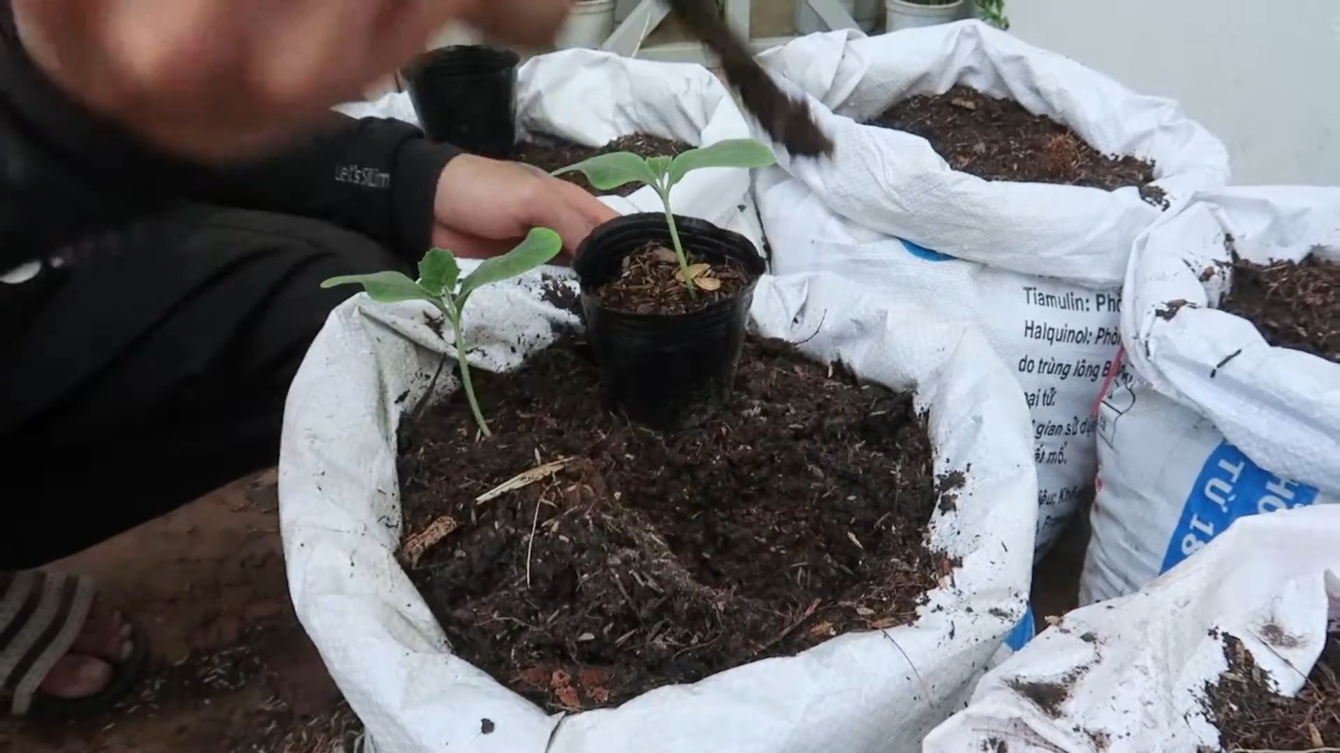 Grow Butternut Squash
