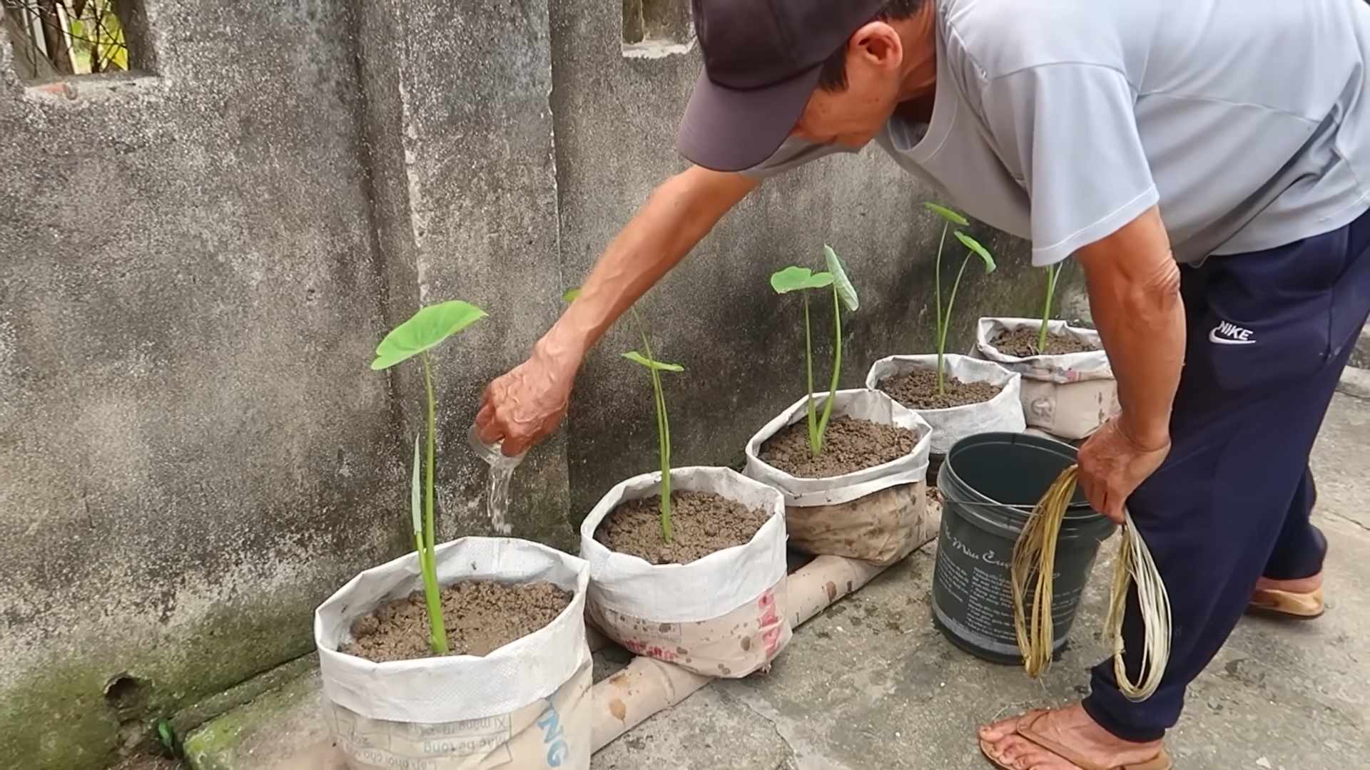 Grow Taro Indoors Eco Friendly