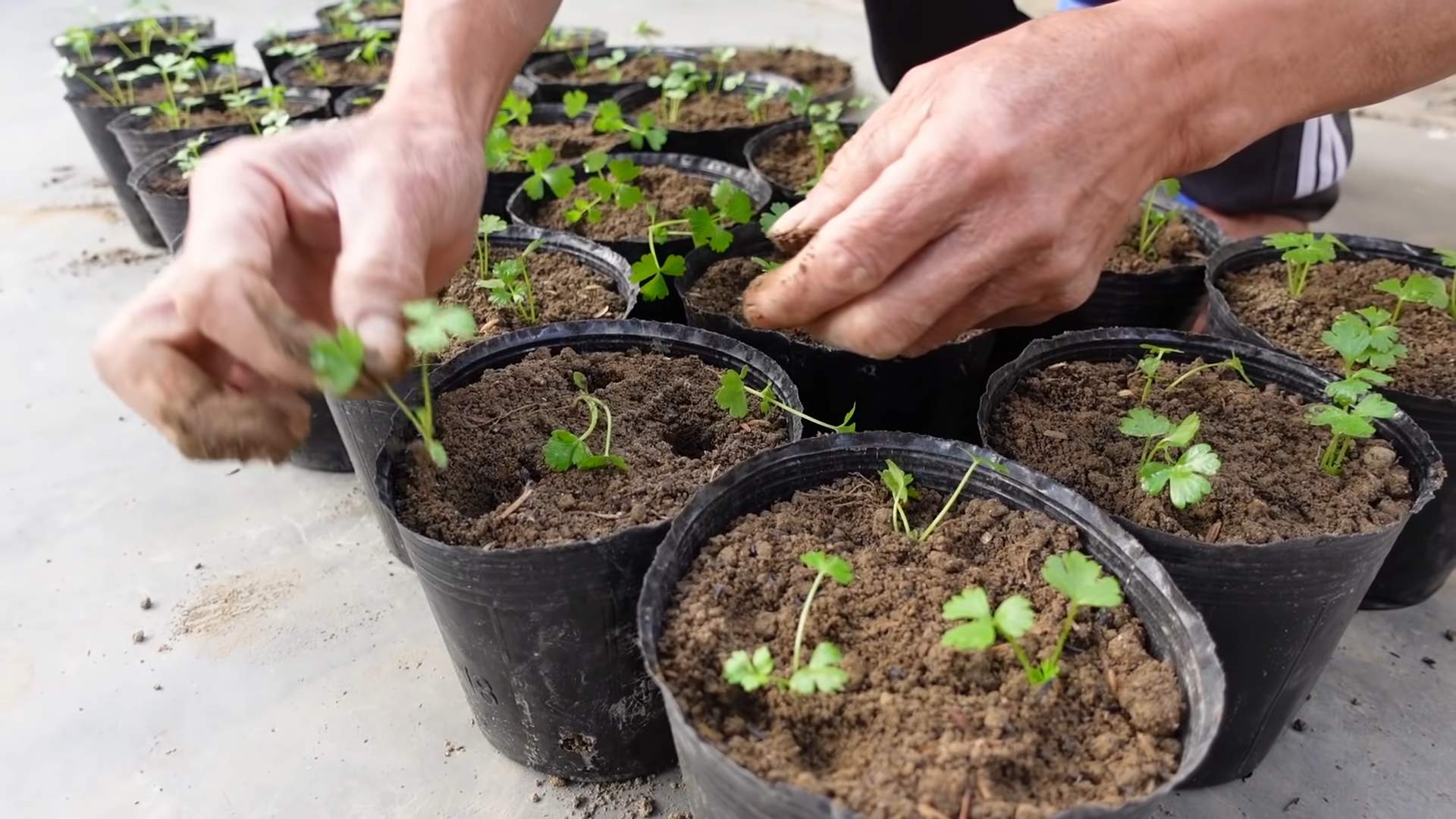Grow Celery Indoors